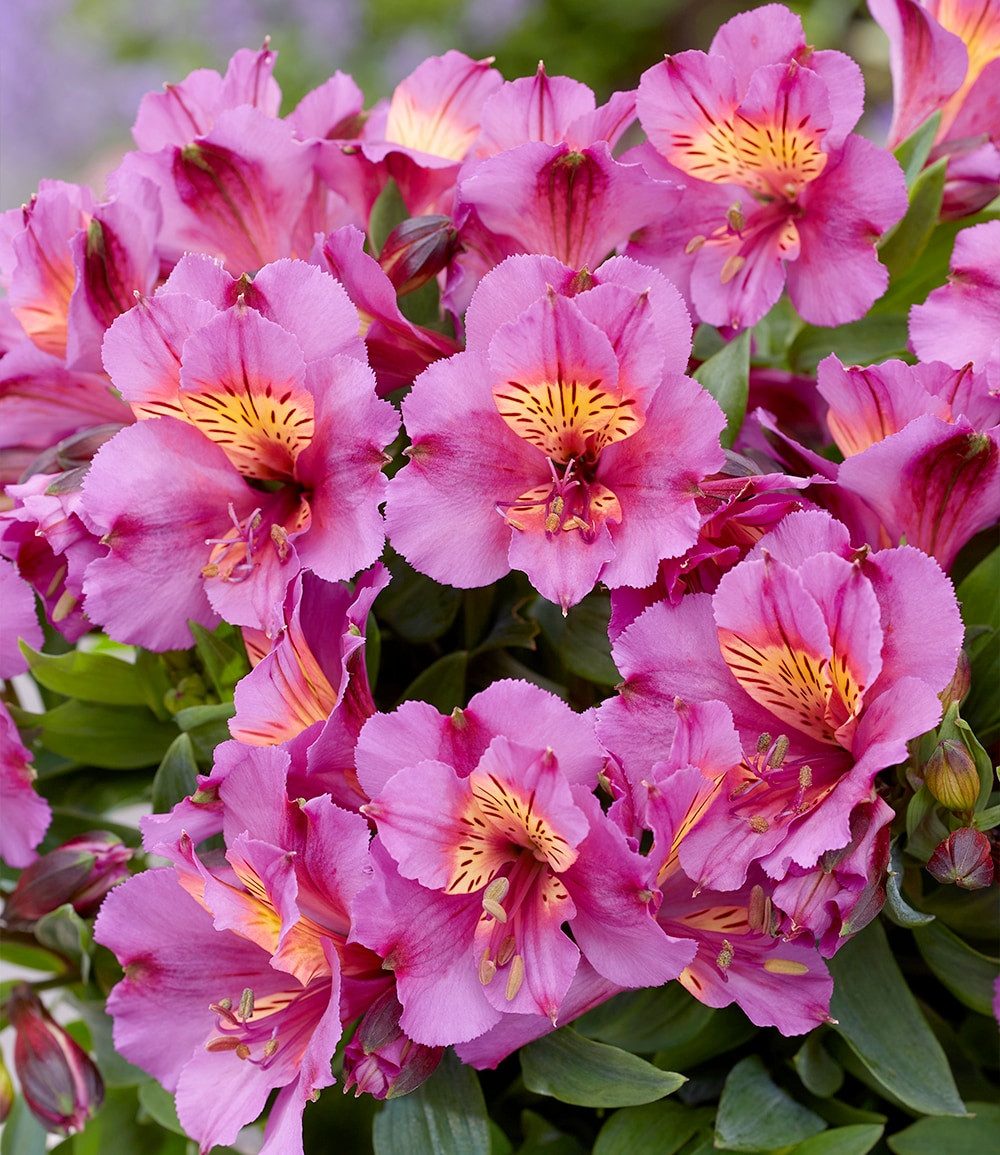 BALDUR Garten Staude Winterharte Alstromeria Incalys® 'Purple', im 12 cm XL-Topf, 1 St., Alstroemeria, winterhart, mehrjährig, pflegeleicht