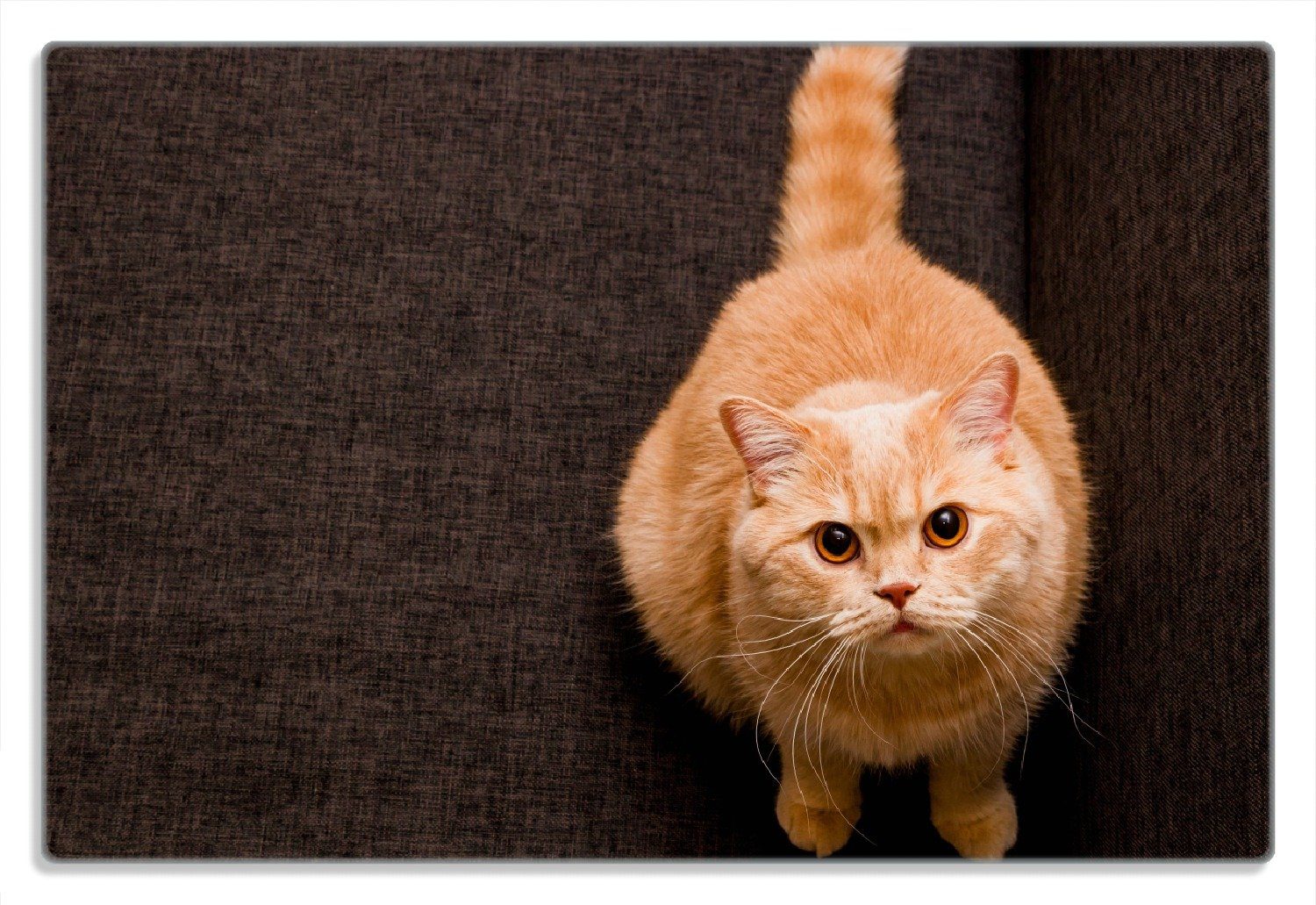 Wallario Frühstücksbrett Rote Katze mit Blick nach oben, (inkl. rutschfester Gummifüße 4mm, 1-St), 20x30cm