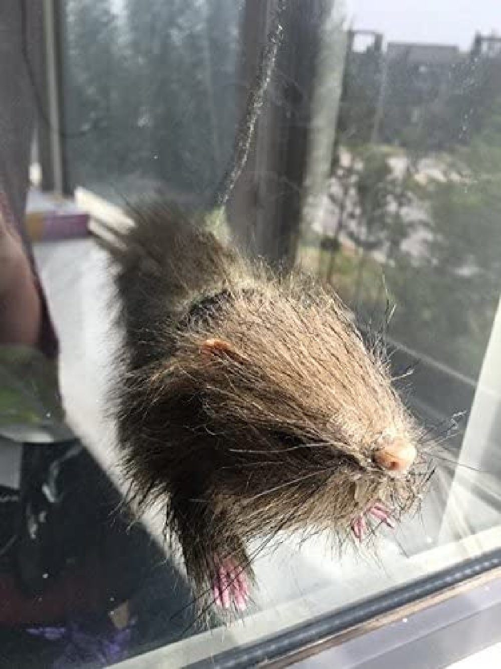 Dekofigur Fensterratte Deko zur Halloweenparty oder Fasching