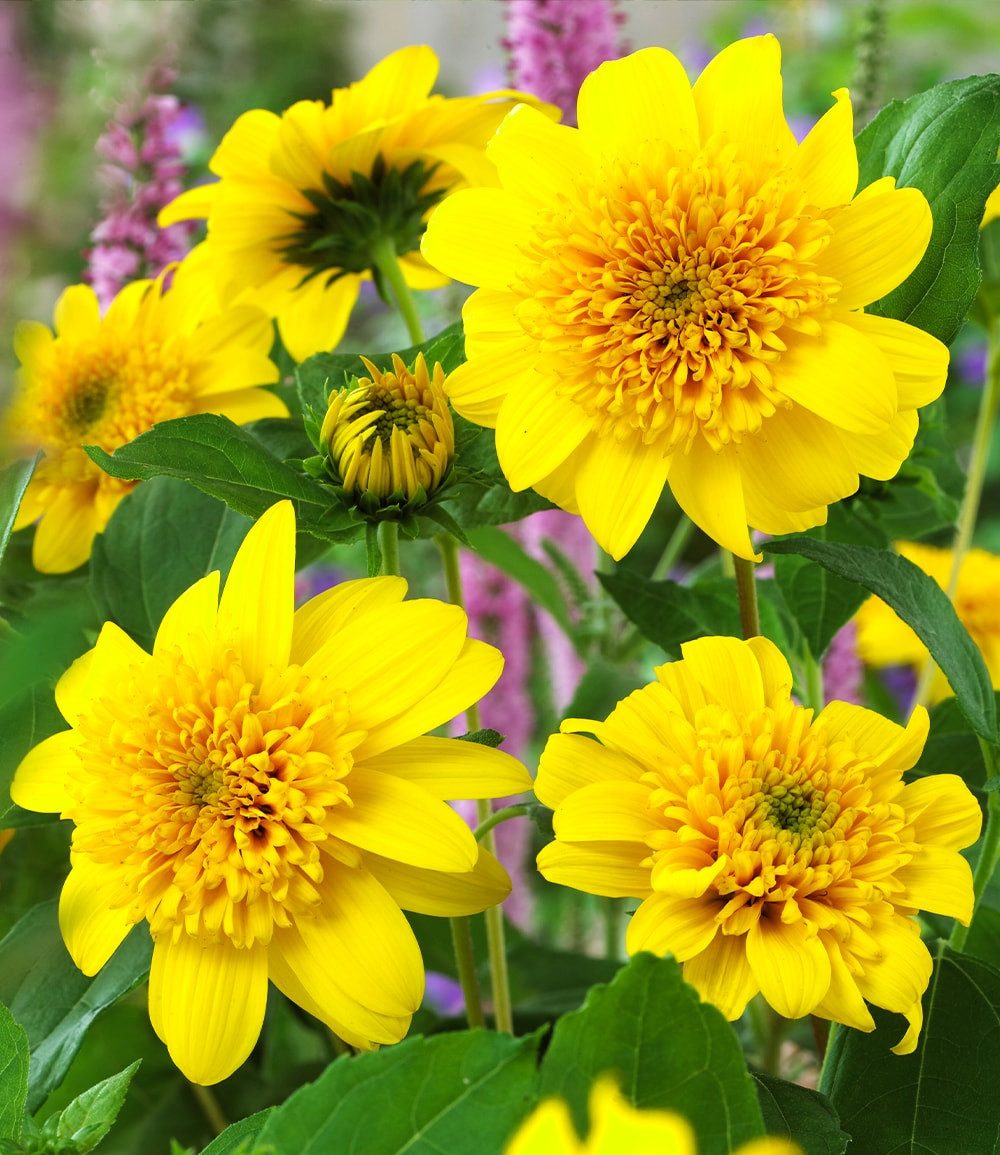 BALDUR Garten Staude Winterharte gefüllte Sonnenblume 'Happy Days', 1 St., Schnittblume, winterhart, mehrjährig, pflegeleicht