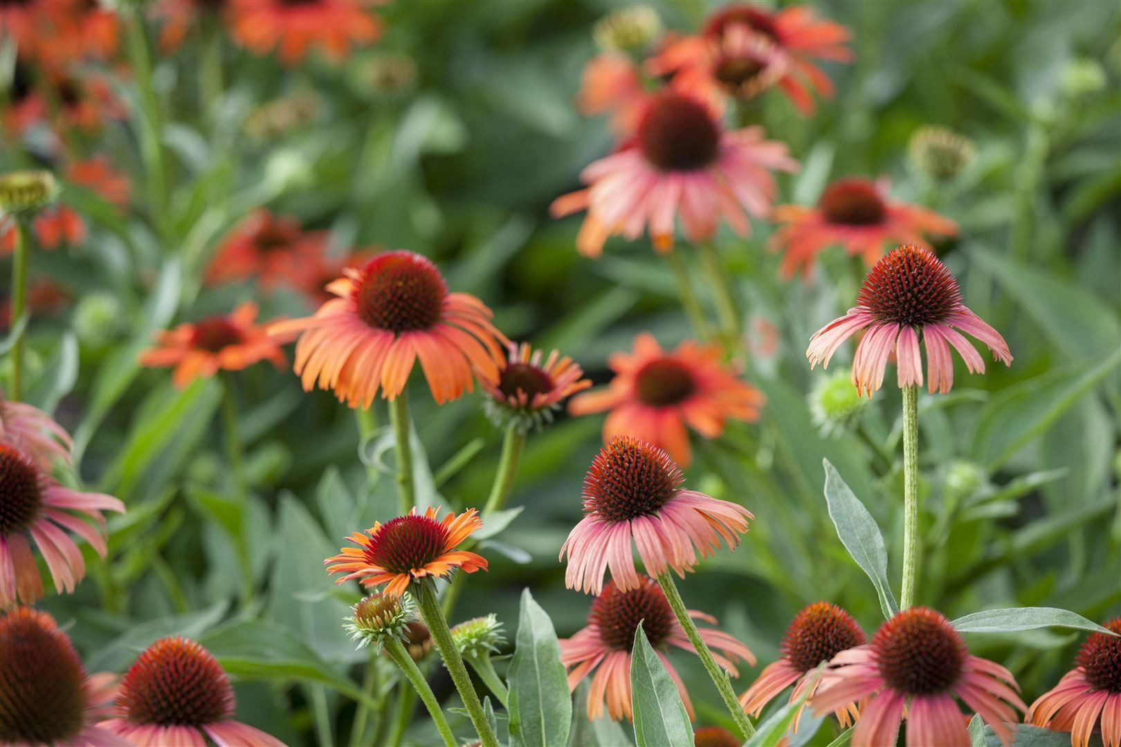 Pflanzen für Dich Staude Echinacea purpurea, 1 St., Roter Sonnenhut, Purpur-Sonnenhut