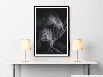 Sinus Art Poster 60x90cm Poster Tierfotografie  Porträt eines Braunbären schwarz weiß