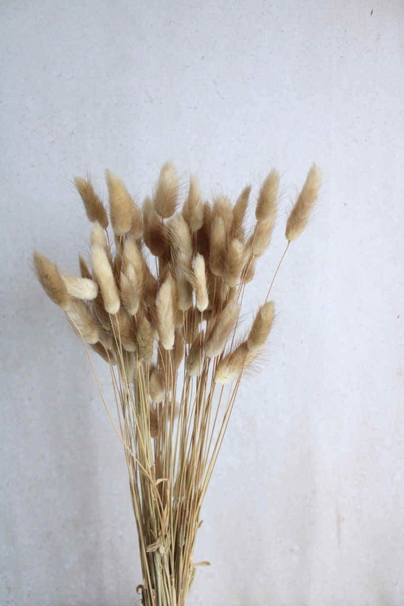 Trockenblume Lagurus / Samtgras in cremeweiß, natur und weiteren Farben (1 Bund), Vasenglück
