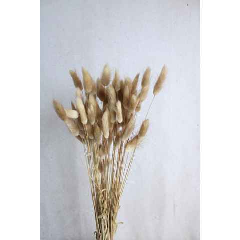 Trockenblume Lagurus / Samtgras in cremeweiß, natur und weiteren Farben (1 Bund), Vasenglück