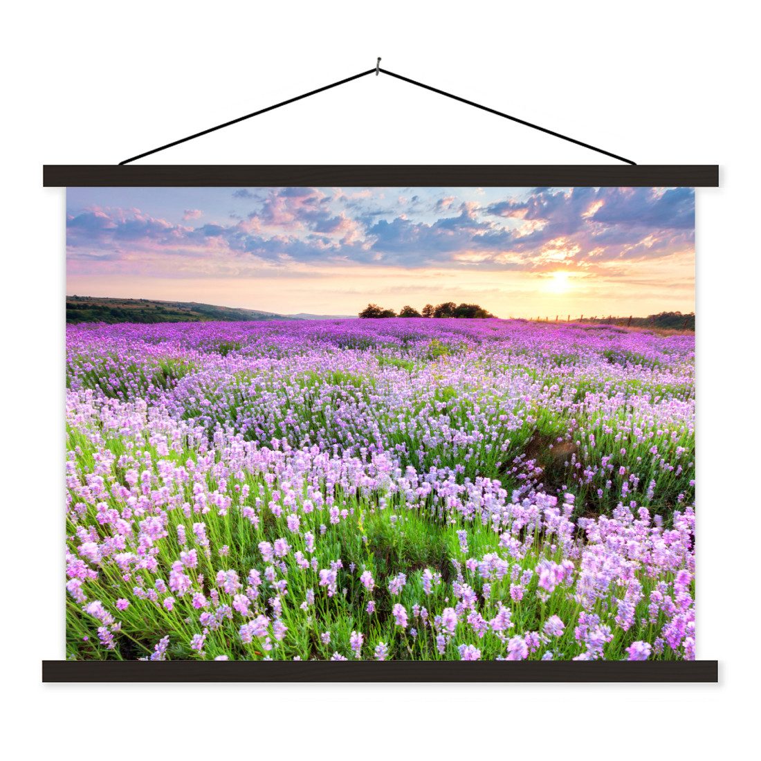 Poster Blumen - Lavendel - Lila - Himmel - Sonnenuntergang - Wiese - Natur