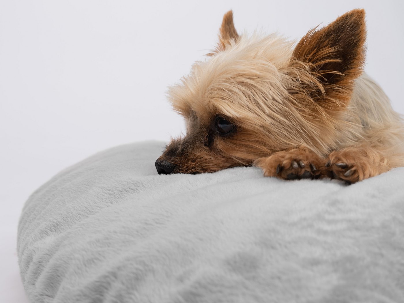 Thumbnail - TrendPet Tierkissen Liegekissen Emma Grau, 100% Polyester, in 4 Größen erhältlich