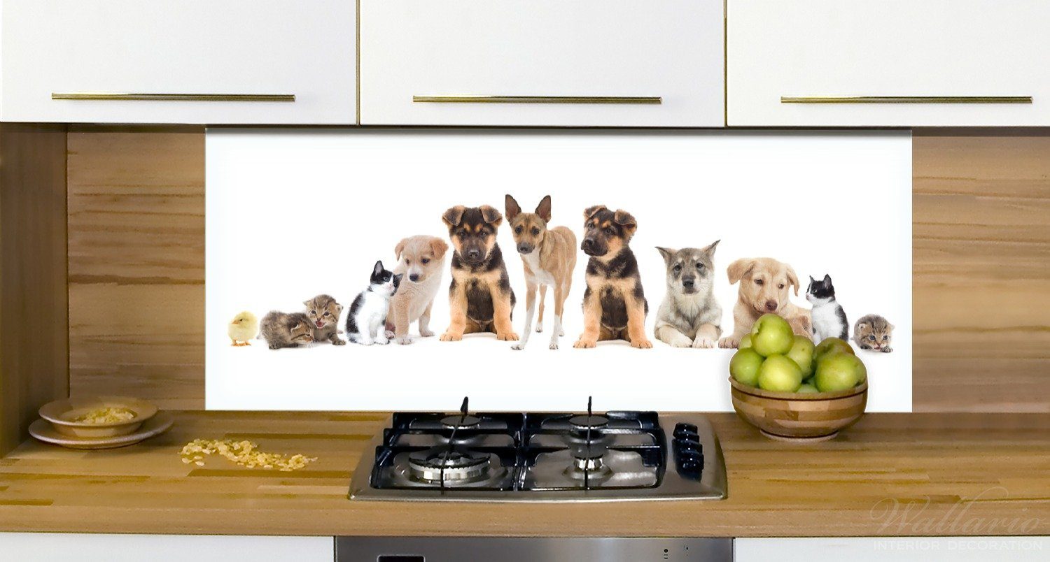 Wallario (1-tlg) - Haustiere Hamster Süße Hunde Küchenrückwand II, Küken Katzen