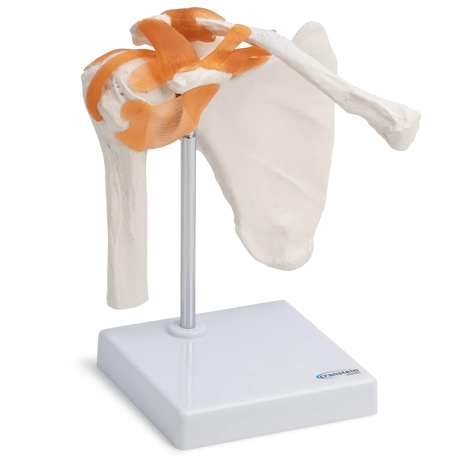 Cranstein Scientific Dekoobjekt Schulter Schultergelenk Anatomie Modell lebensgroß mit Bändern auf Sta