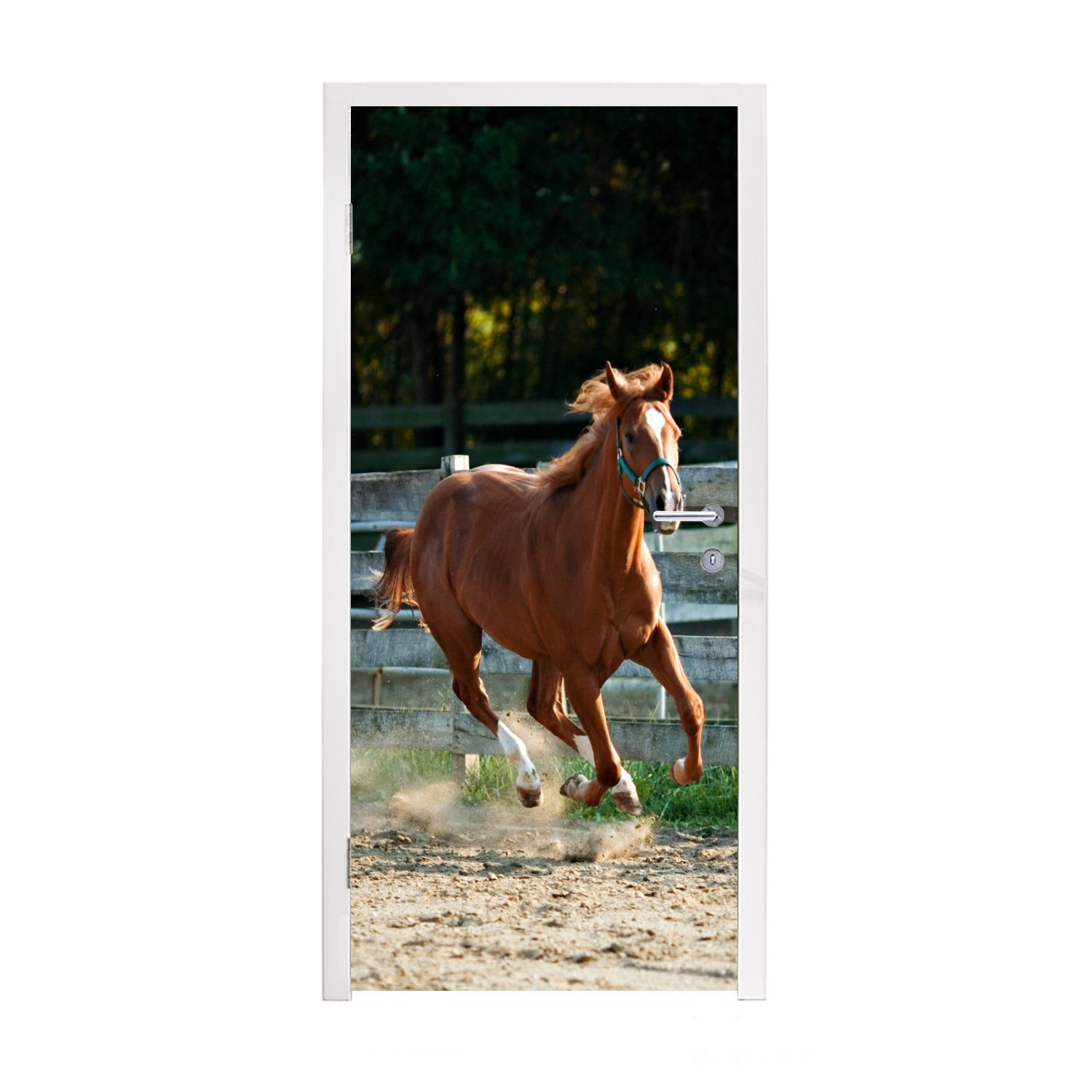 MuchoWow Türtapete Pferd - Licht - Sand, Matt, bedruckt, (1 St), Fototapete für Tür, Türaufkleber, 75x205 cm