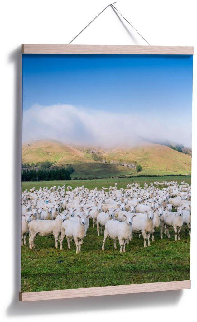 Wandbild, Schafherde (1 Bild, Neuseeland, Tiere Wall-Art Wandposter Poster Poster, St),