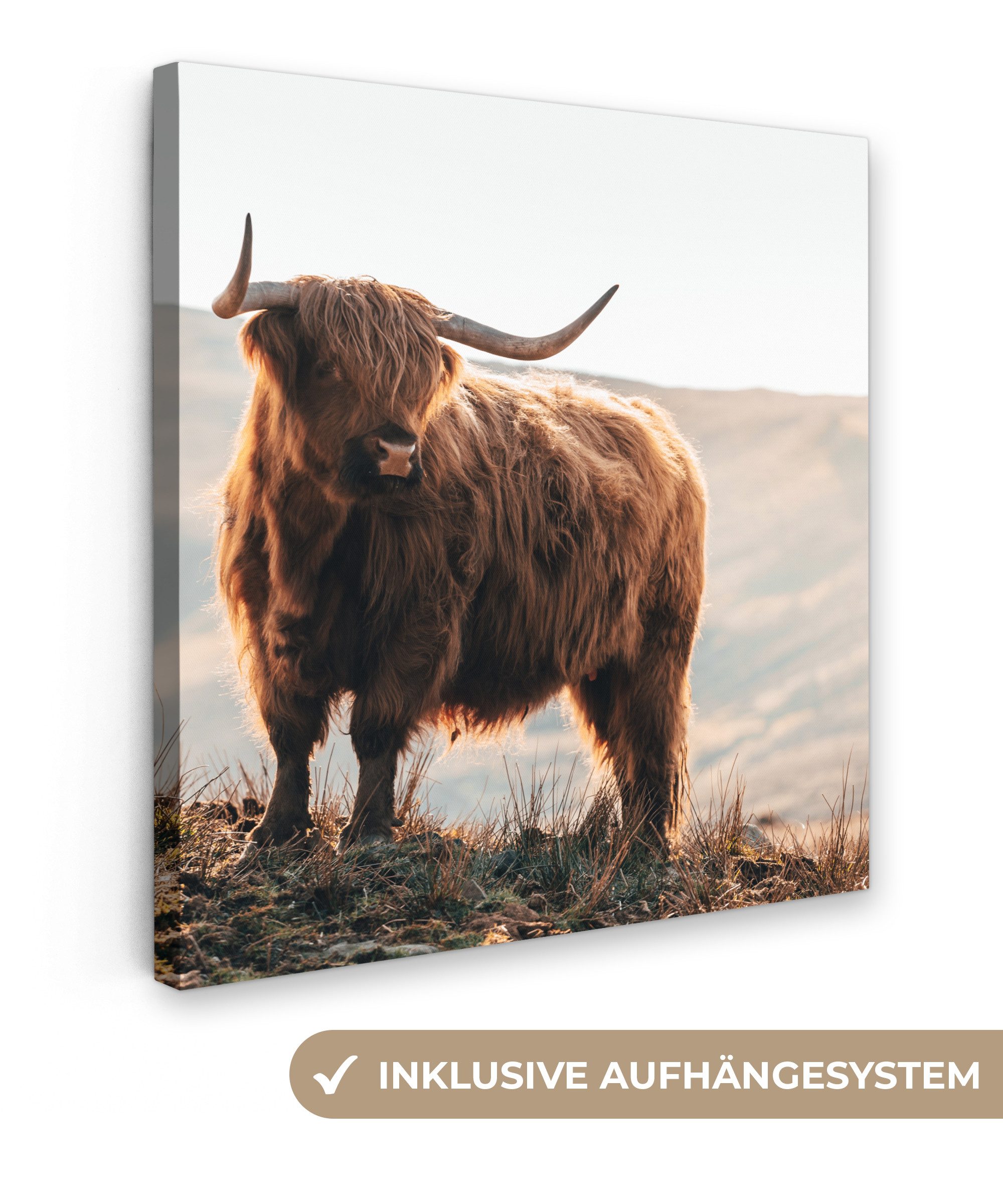 OneMillionCanvasses® Leinwandbild Schottische Highlander - Tiere günstig online kaufen
