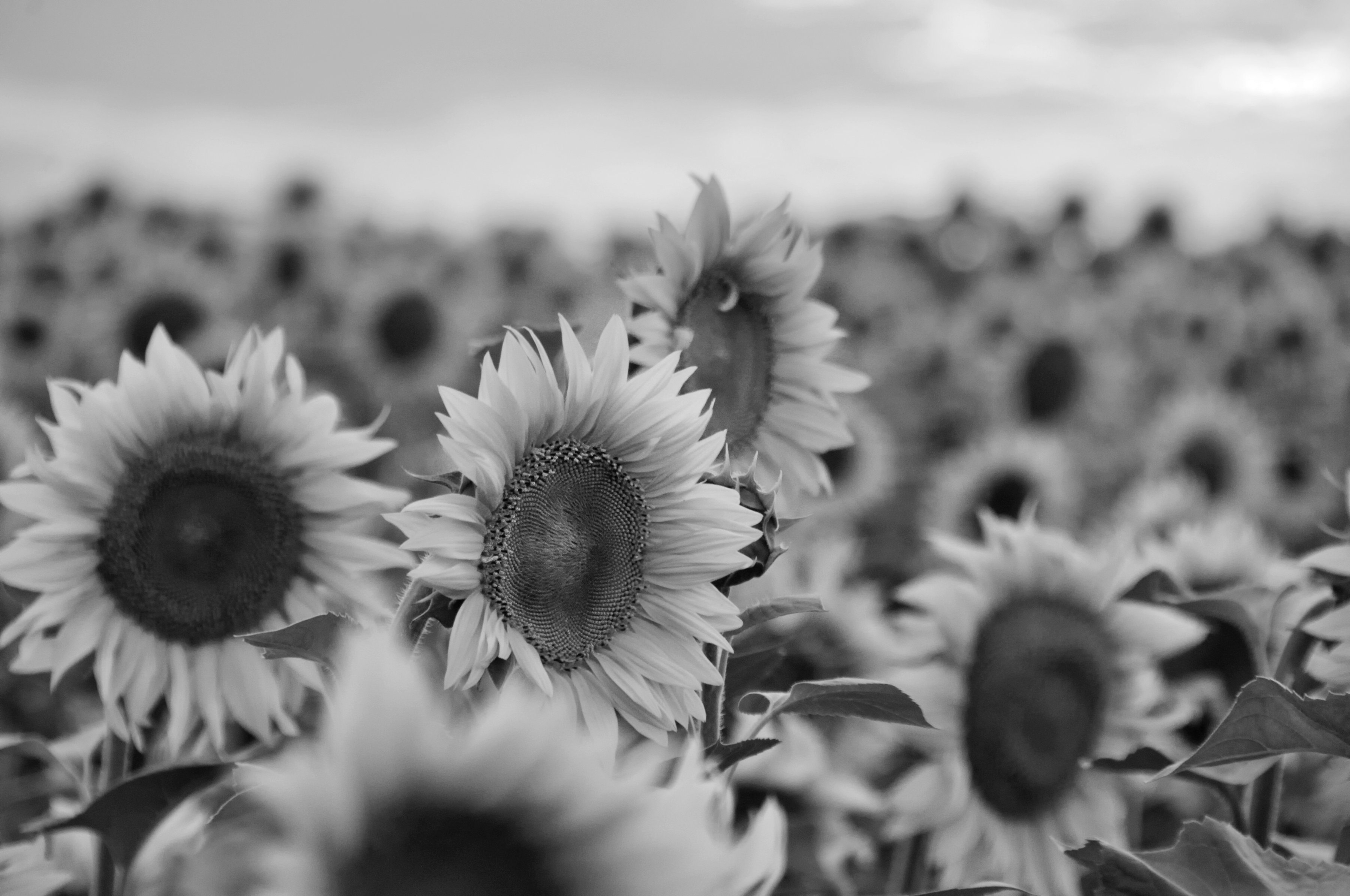 Fototapete Sonnenblumen Schwarz & Weiß