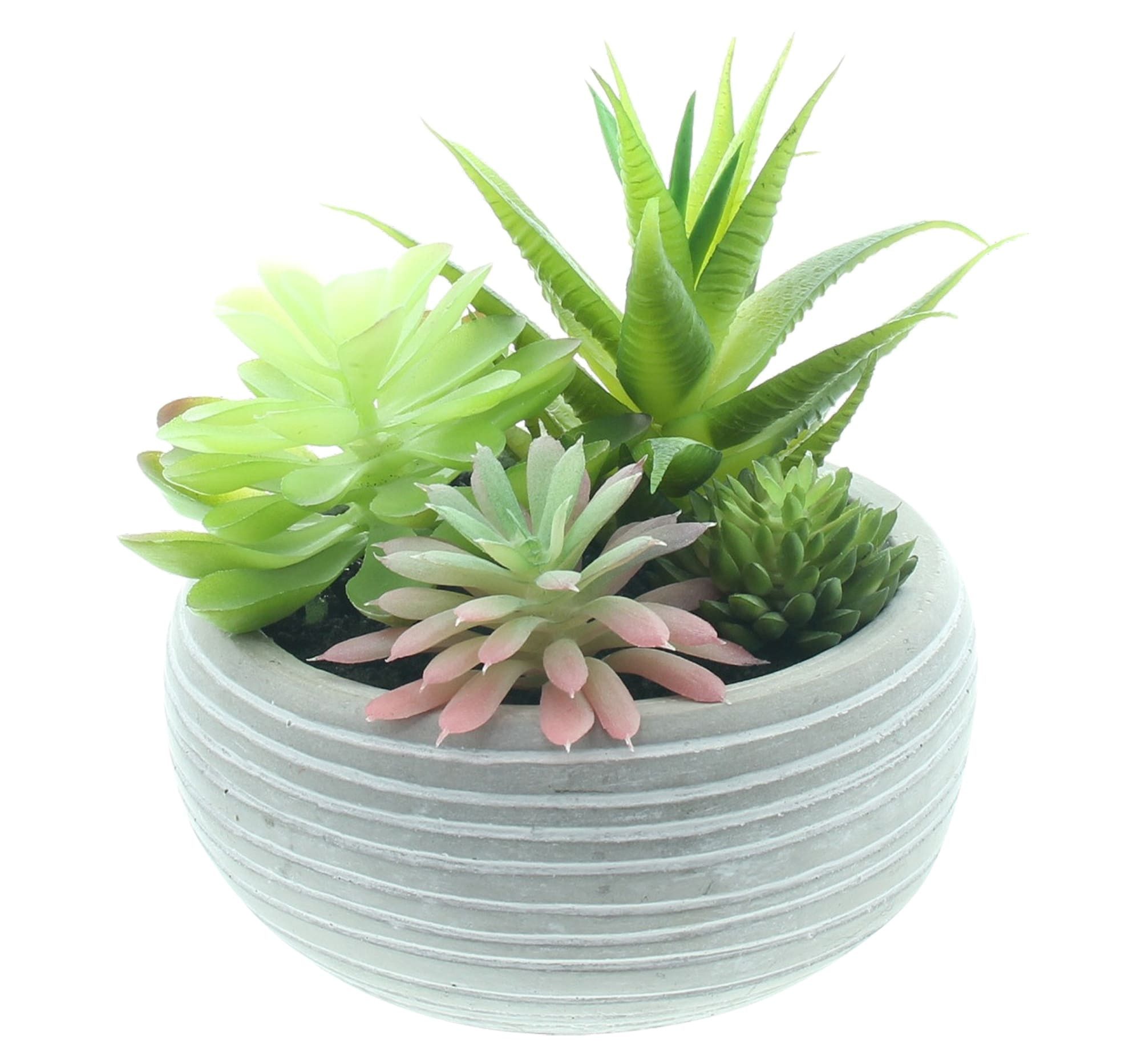 Kunstpflanze "Sukkulenten" im Topf, künstliche Mini Pflanzen wie echt, Ø 12 x 14 cm, Dekoleidenschaft, Höhe 14 cm, Deko für Wohnzimmer Bad Büro