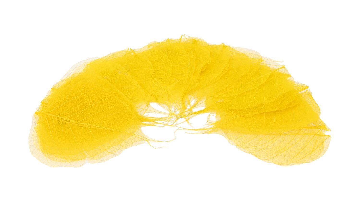 mit verpackt NaDeco Stück, 200 in Gelb, Skelettblätter Trockenblume