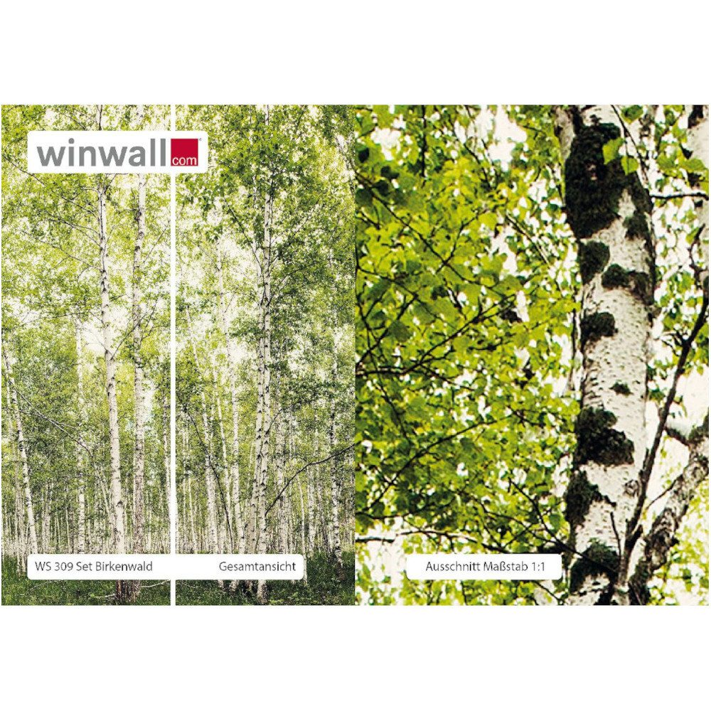 winwall Duschrückwand Duschrückwände ALU-Verbundplatte Dekor: Birkenwald, (1-tlg), Wandverkleidung aus Alu