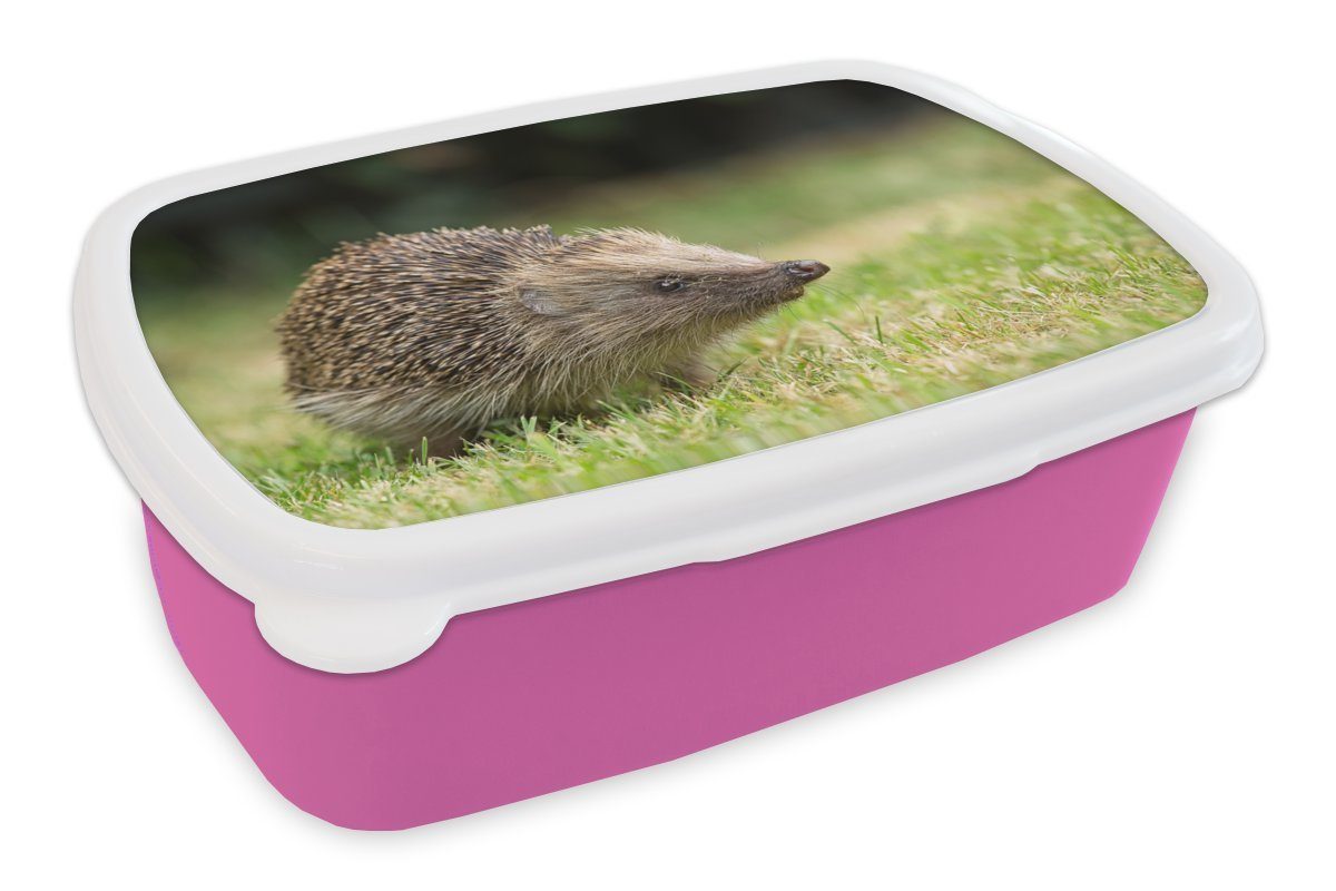 MuchoWow Lunchbox Igel - Tiere - Gras, Kunststoff, (2-tlg), Brotbox für Erwachsene, Brotdose Kinder, Snackbox, Mädchen, Kunststoff rosa