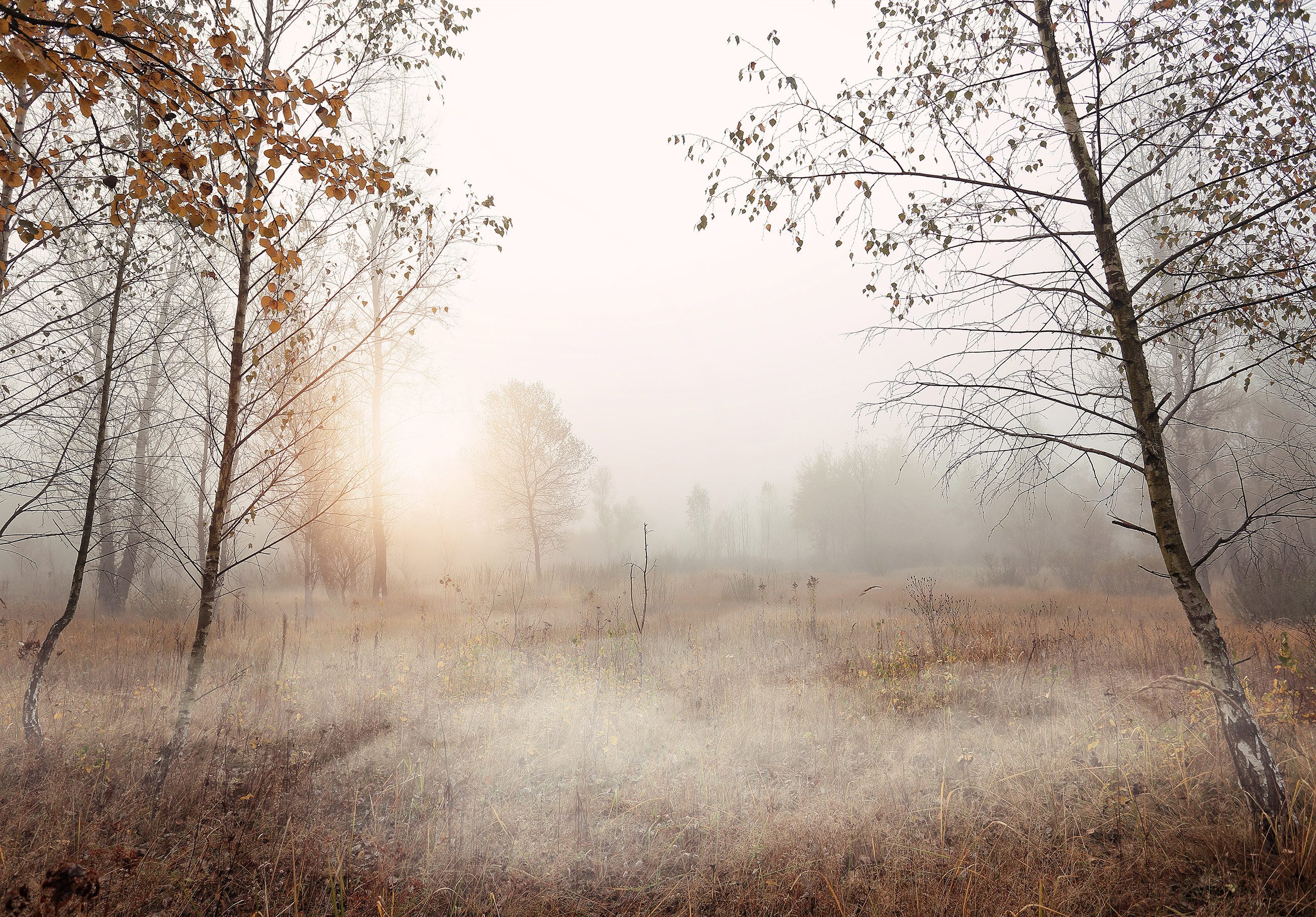 Wallarena Fototapete Wald Nebel Natur Vlies günstig online kaufen