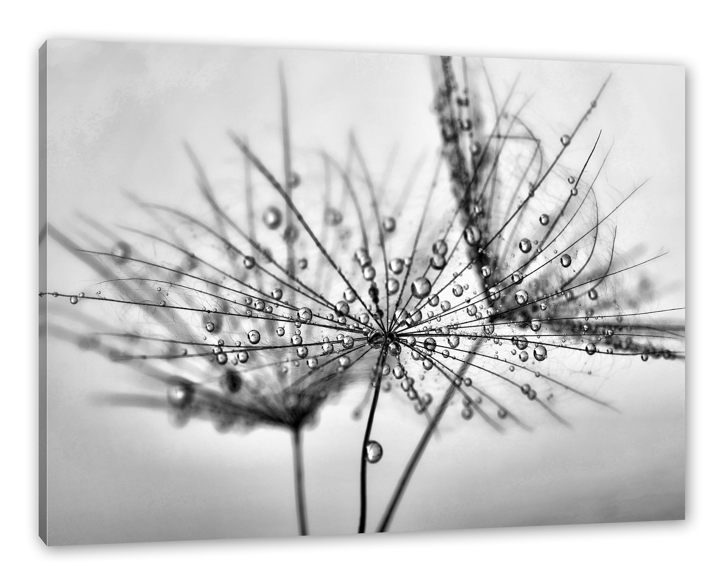 Pixxprint Leinwandbild Pusteblume bedeckt mit Tropfen, günstig online kaufen