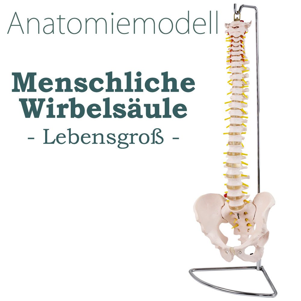 MedMod Dekoobjekt Anatomie Modell Skelett Wirbelsäule ​Lebensgroß Bandscheibenvorfall