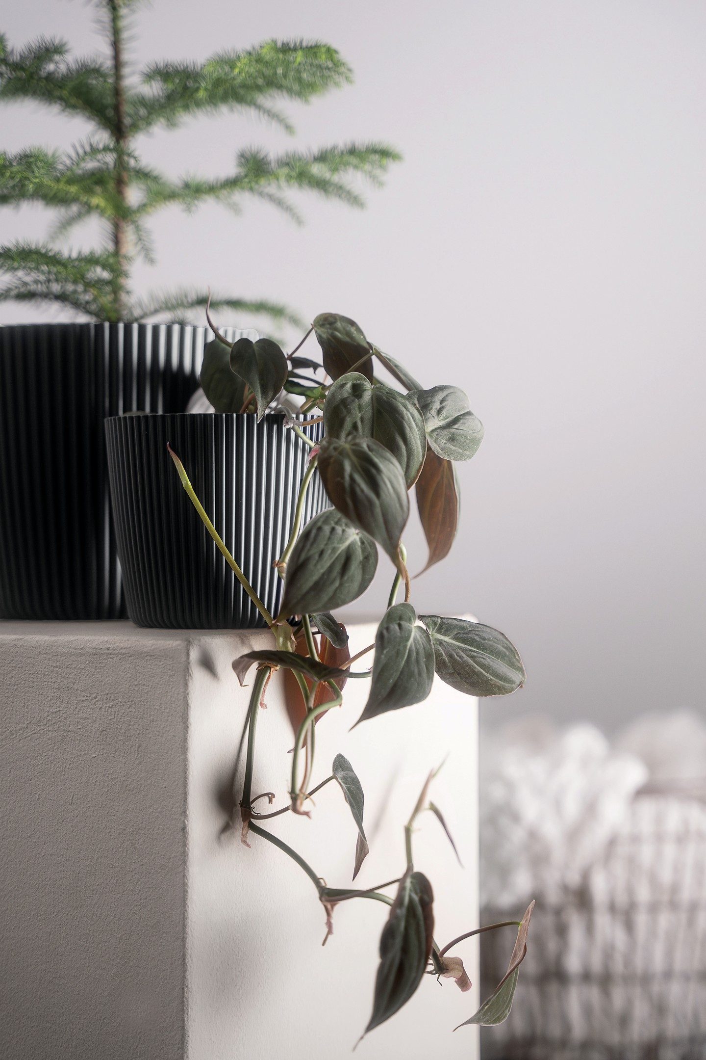 Geli Übertopf Übertopf Milly in Rillenoptik günstig online kaufen