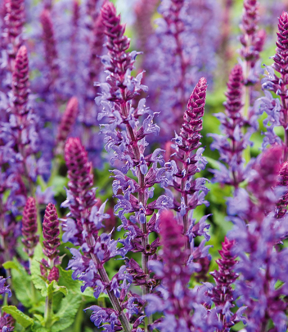 BALDUR Garten Staude Blüten-Salbei, 3 St., Steppensalbei,winterhart, Dauerblüher, trockenheitsverträglich