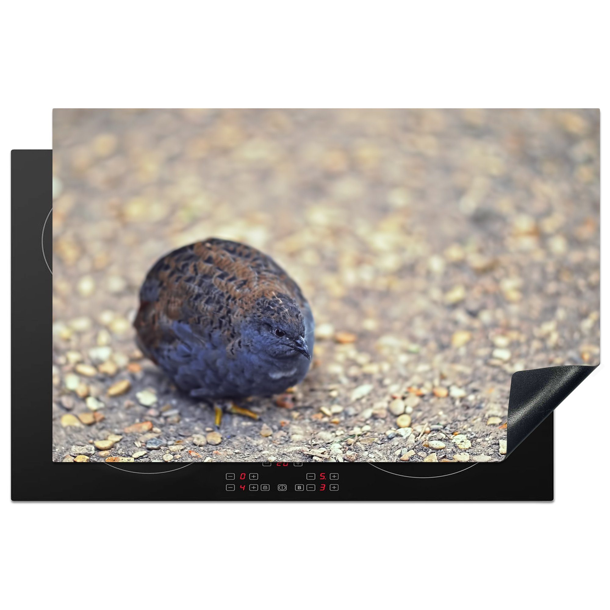 MuchoWow Herdblende-/Abdeckplatte Eine dunkle chinesische Zwergwachtel sitzt auf dem Boden, Vinyl, (1 tlg), 81x52 cm, Induktionskochfeld Schutz für die küche, Ceranfeldabdeckung