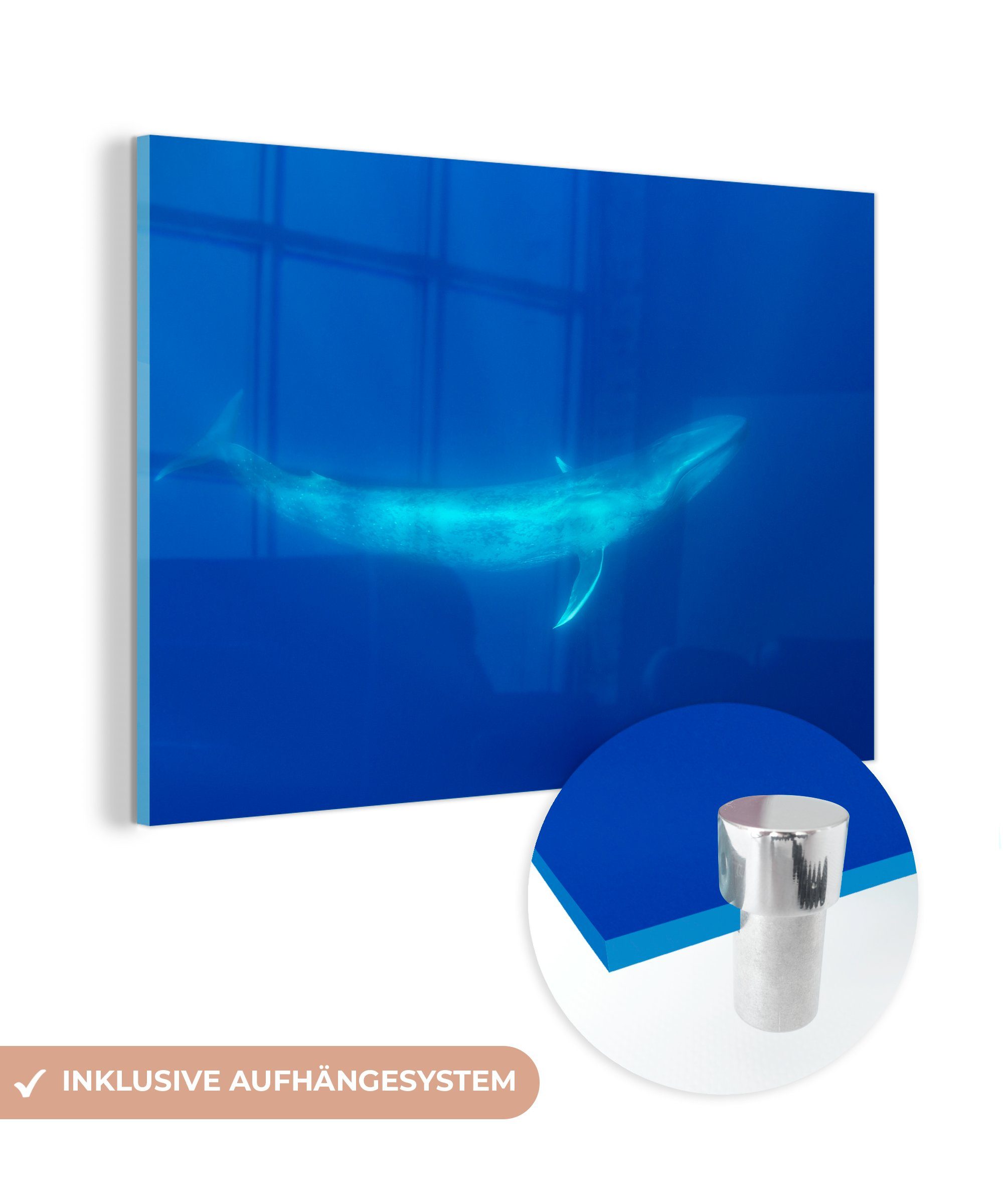 MuchoWow Acrylglasbild Blauwal - Wal - Ozean, (1 St), Acrylglasbilder Wohnzimmer & Schlafzimmer