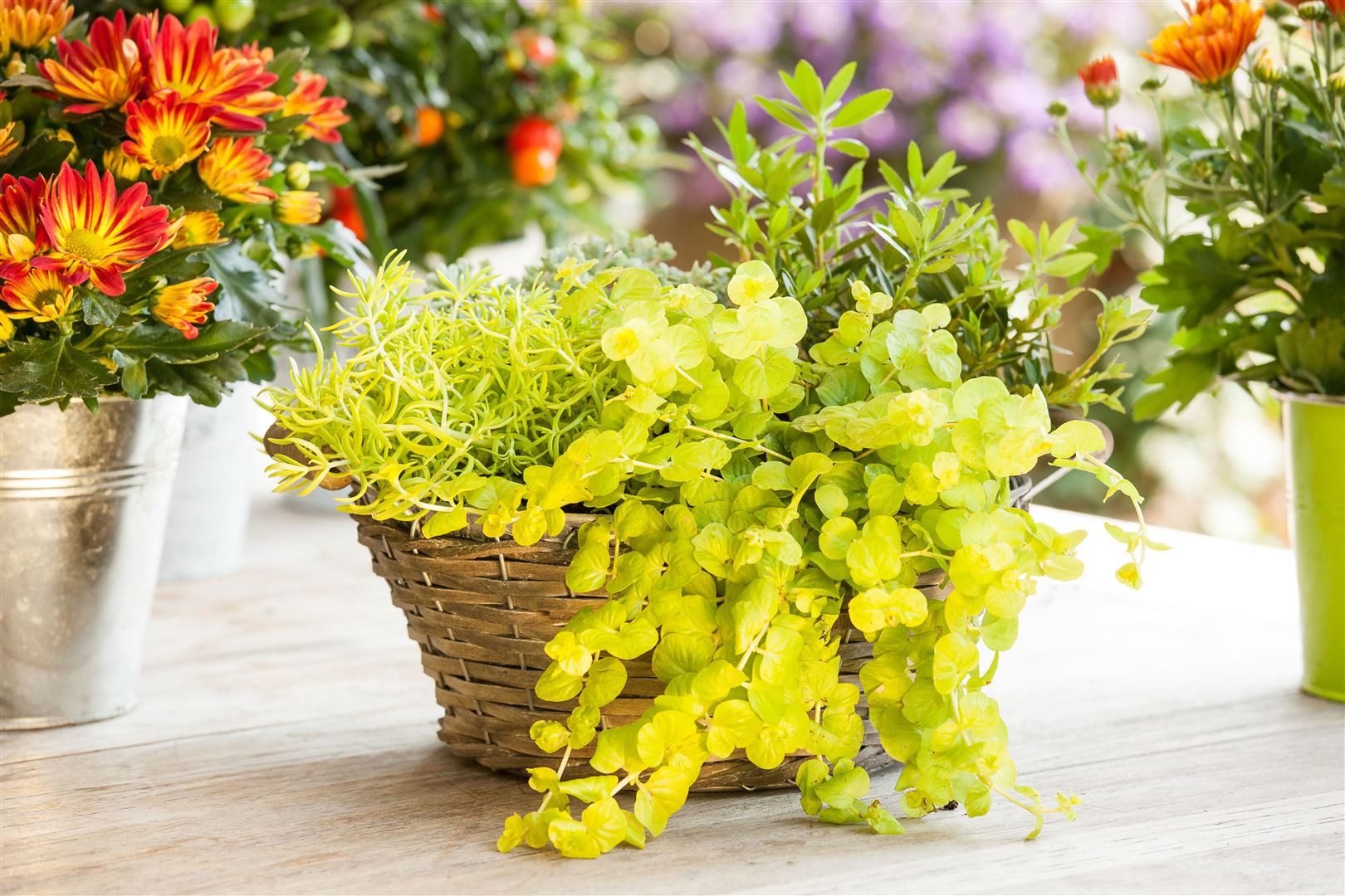 Pflanzen für Dich Staude Lysimachia nummularia Goldilocks, 1 St., Pfennigkraut, Goldmünzenkraut, Münzkraut