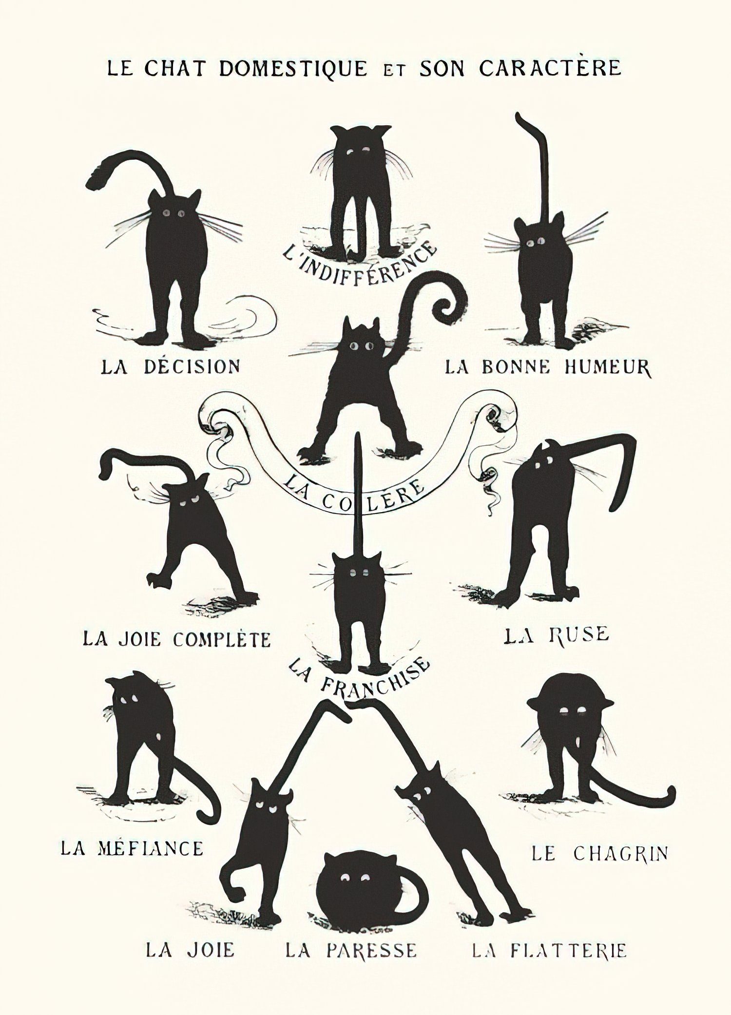 Close Up Poster Le Chat domestique et son Caractère 27,94 x 35,56 cm