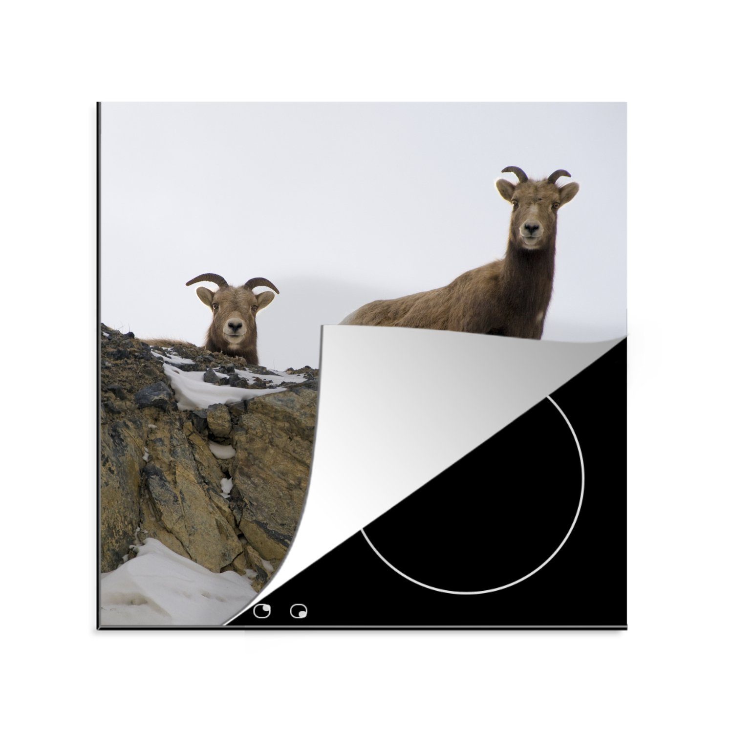 MuchoWow Herdblende-/Abdeckplatte Zwei Ziegen im Schnee, Vinyl, (1 tlg), 78x78 cm, Ceranfeldabdeckung, Arbeitsplatte für küche