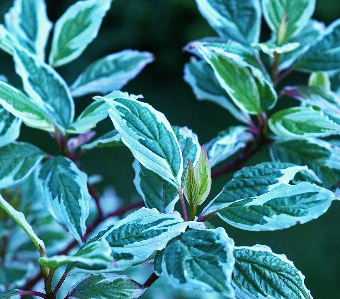 Dehner Zierstrauch Weißbunter Hartriegel Argenteomarginata, ca. 40 - 60 cm, panaschierte Blätter, Blüten, Beeren, schöne Herbstfärbung