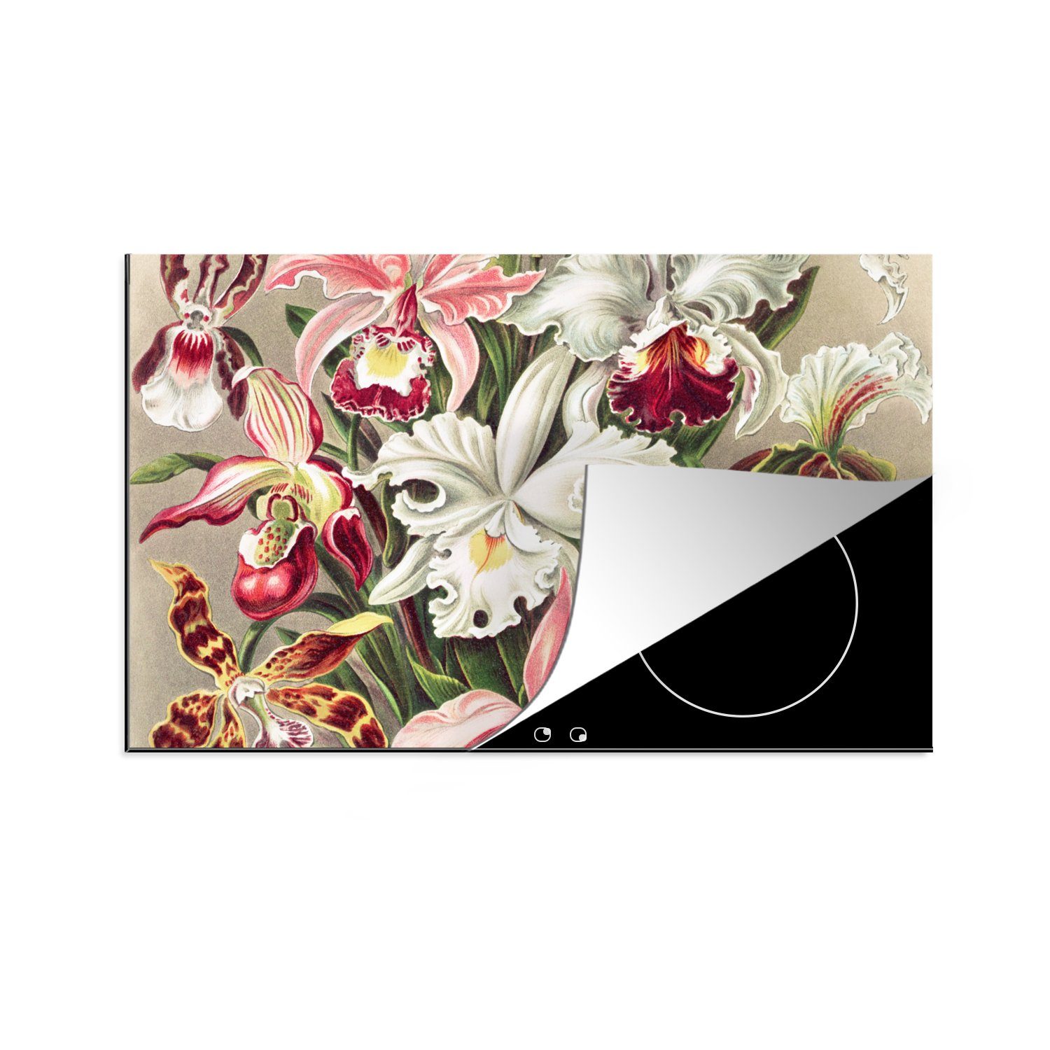 MuchoWow Herdblende-/Abdeckplatte Blumen (1 - Haeckel tlg), küche, Induktionskochfeld Ernst 80x52 Jahrgang die Orchidee, Ceranfeldabdeckung Schutz cm, - - für Vinyl