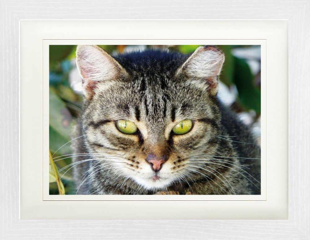 1art1 Bild mit Rahmen Katzen - Getigerte Katze, Nahaufnahme