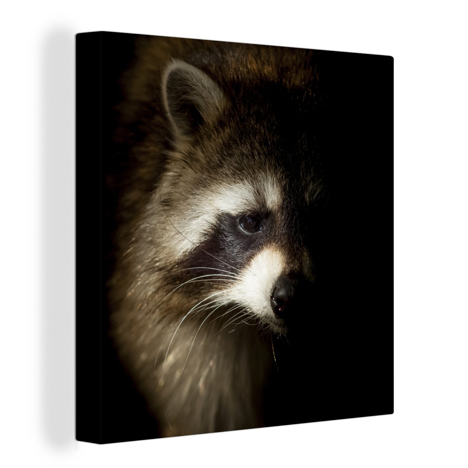 OneMillionCanvasses® Leinwandbild Waschbär - Wilde Tiere - Schwarz, (1 St), Leinwand Bilder für Wohnzimmer Schlafzimmer