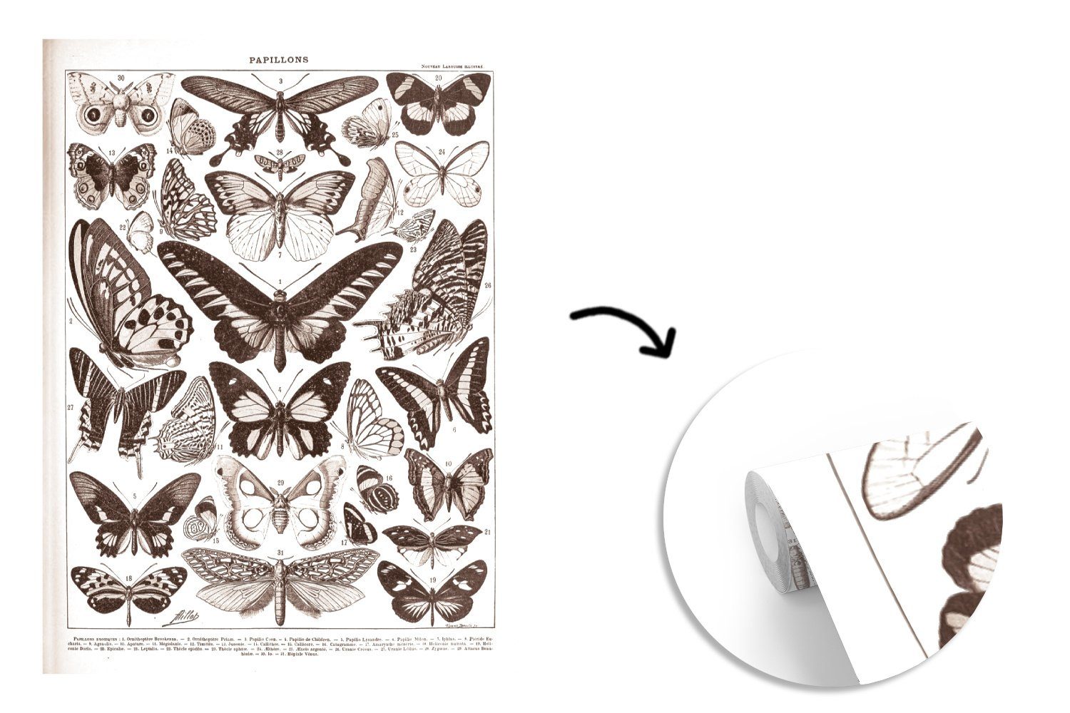 MuchoWow Fototapete Schmetterling - (4 - bedruckt, Wohnzimmer, Wandtapete - Weiß, St), Vinyl Tiere Matt, Montagefertig Schwarz Tapete für