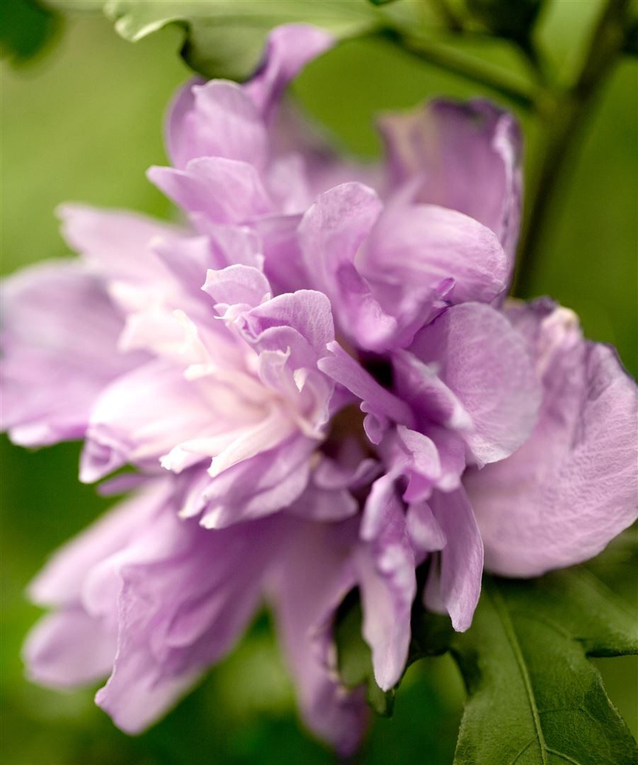 Pflanzen für Dich Gehölze Hibiscus syriacus Ardens, 1 St., Garteneibisch, Straucheibisch