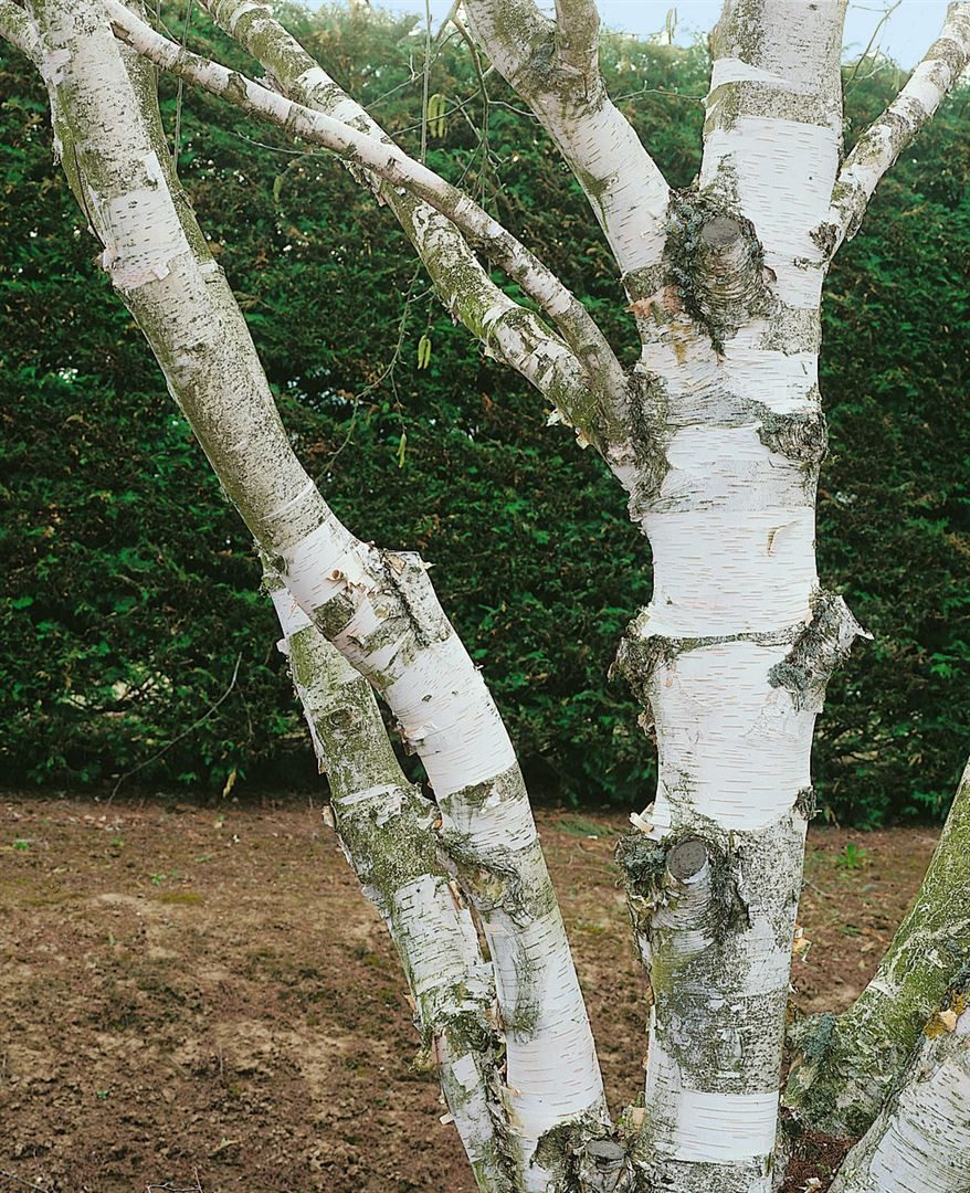 Pflanzen für Dich Baum Betula utilis, 1 St., Himalaya-Birke, Papierbirke, weiße Rinde, schnellwachsend