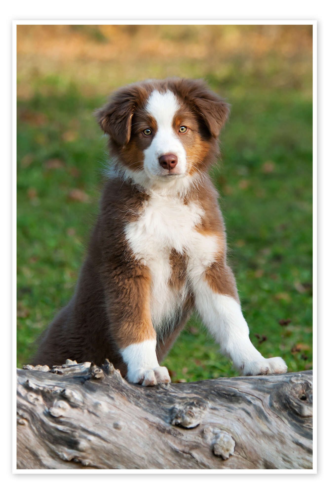 Posterlounge Wandbild Australian Shepherd Welpe, Katho Menden, erhältlich als Poster, Leinwandbild, Wandsticker oder Acrylglasbild
