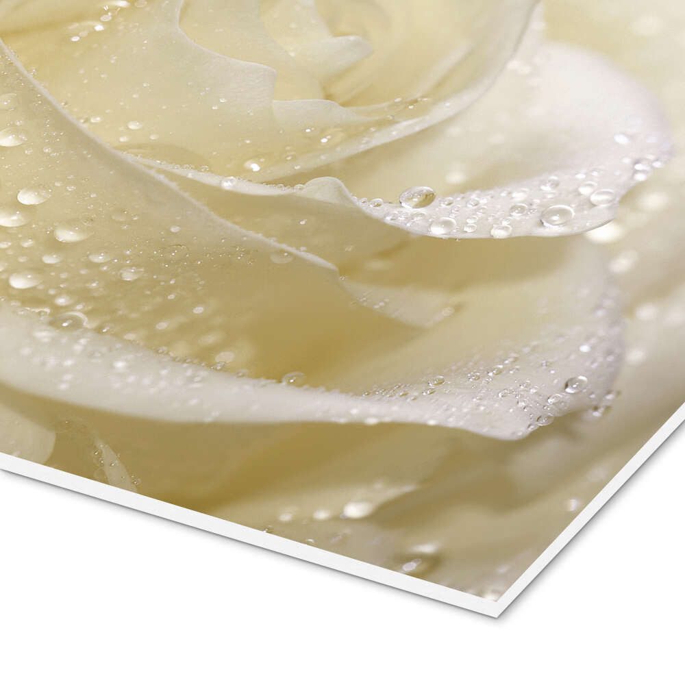Posterlounge Wandbild Weiße Rose mit Tropfen, Atteloi, erhältlich als Poster, Leinwandbild, Wandsticker oder Acrylglasbild