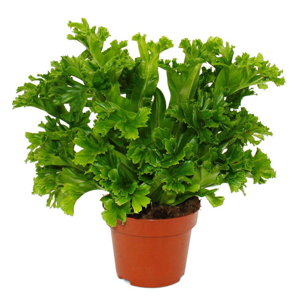Exotenherz Zimmerpflanze Asplenium Farn-Sorten fürs Zimmer Nestfarn 12cm Topf ca. 25cm hoch