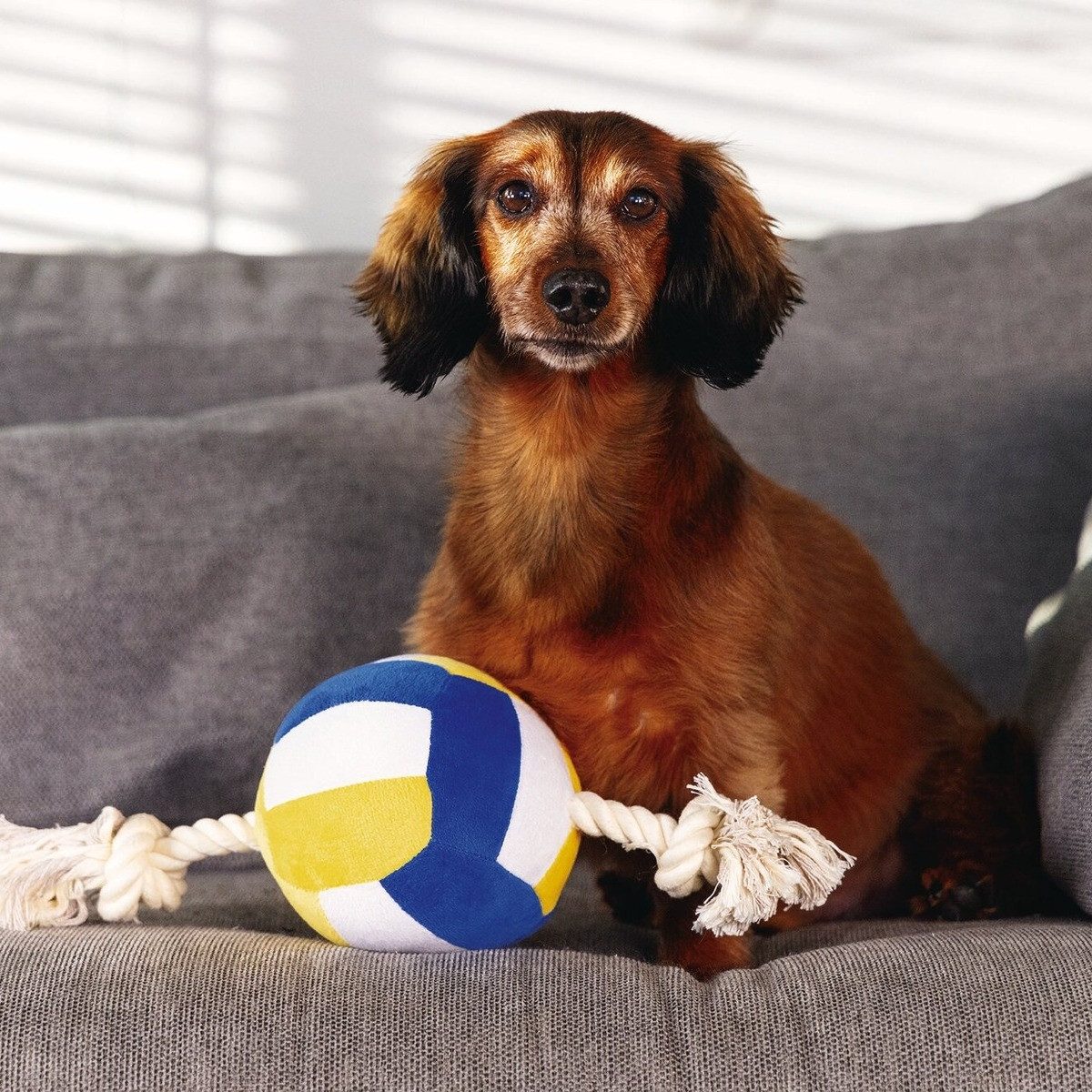 Beeztees Tierkuscheltier Hundespielzeug Volleyball mit Seil aus Plüsch günstig online kaufen