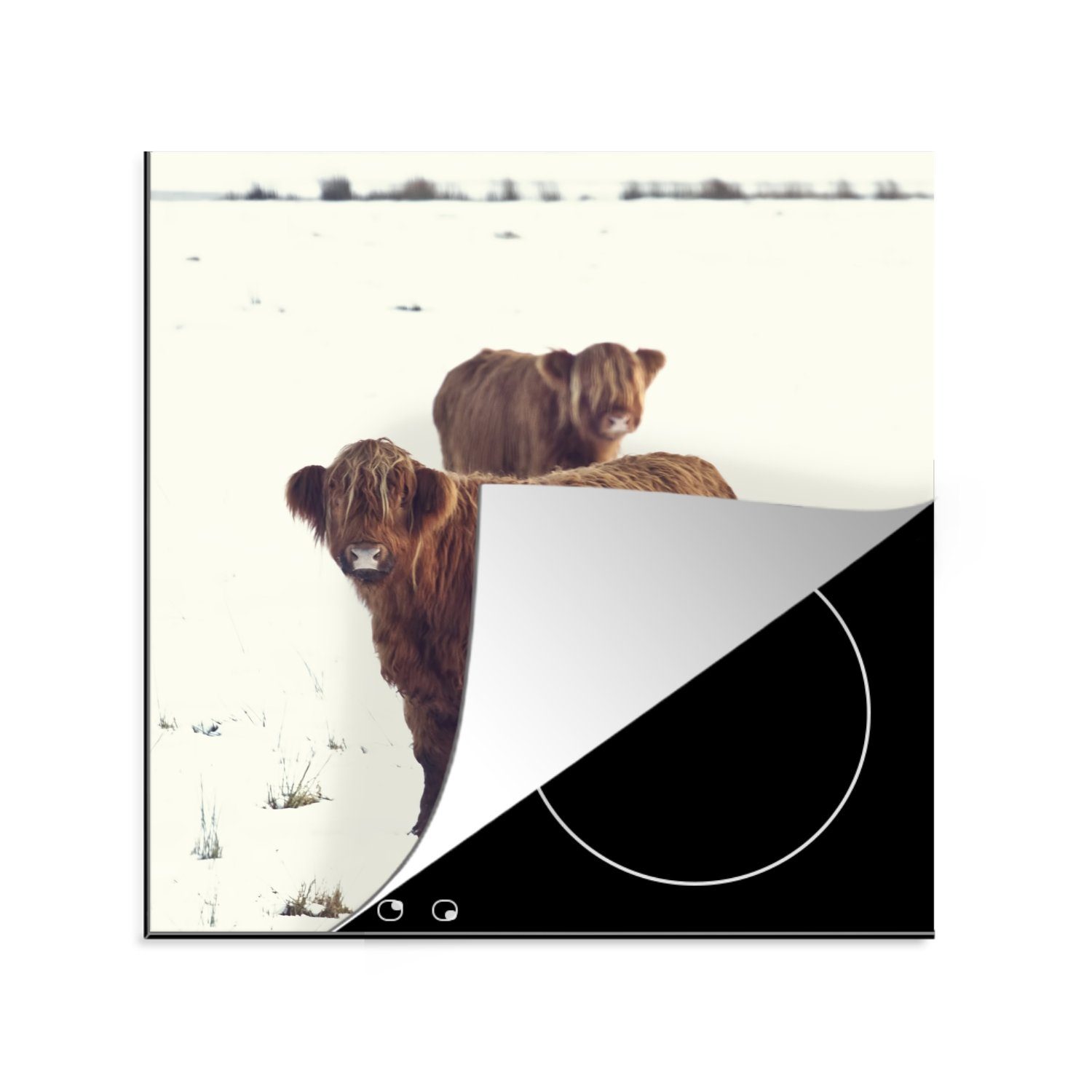 MuchoWow Herdblende-/Abdeckplatte Schottische Highlander - für tlg), 78x78 Tiere cm, Ceranfeldabdeckung, Winter, - Vinyl, (1 Arbeitsplatte küche