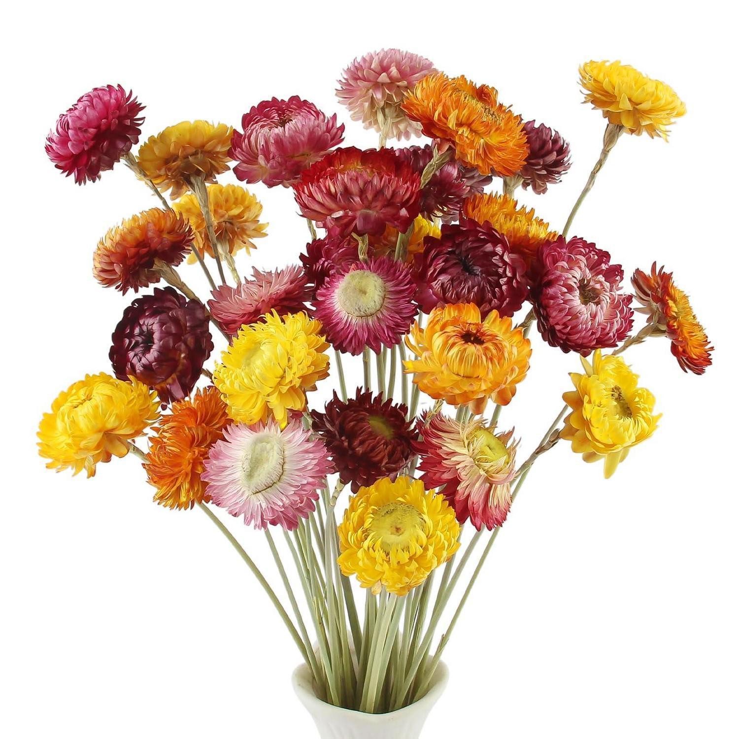 Kunstblumenstrauß Trockenblumenstrauß 32 Stk. Natur Strohblume ca. 35-45cm, LuxusKollektion, Höhe 10 cm