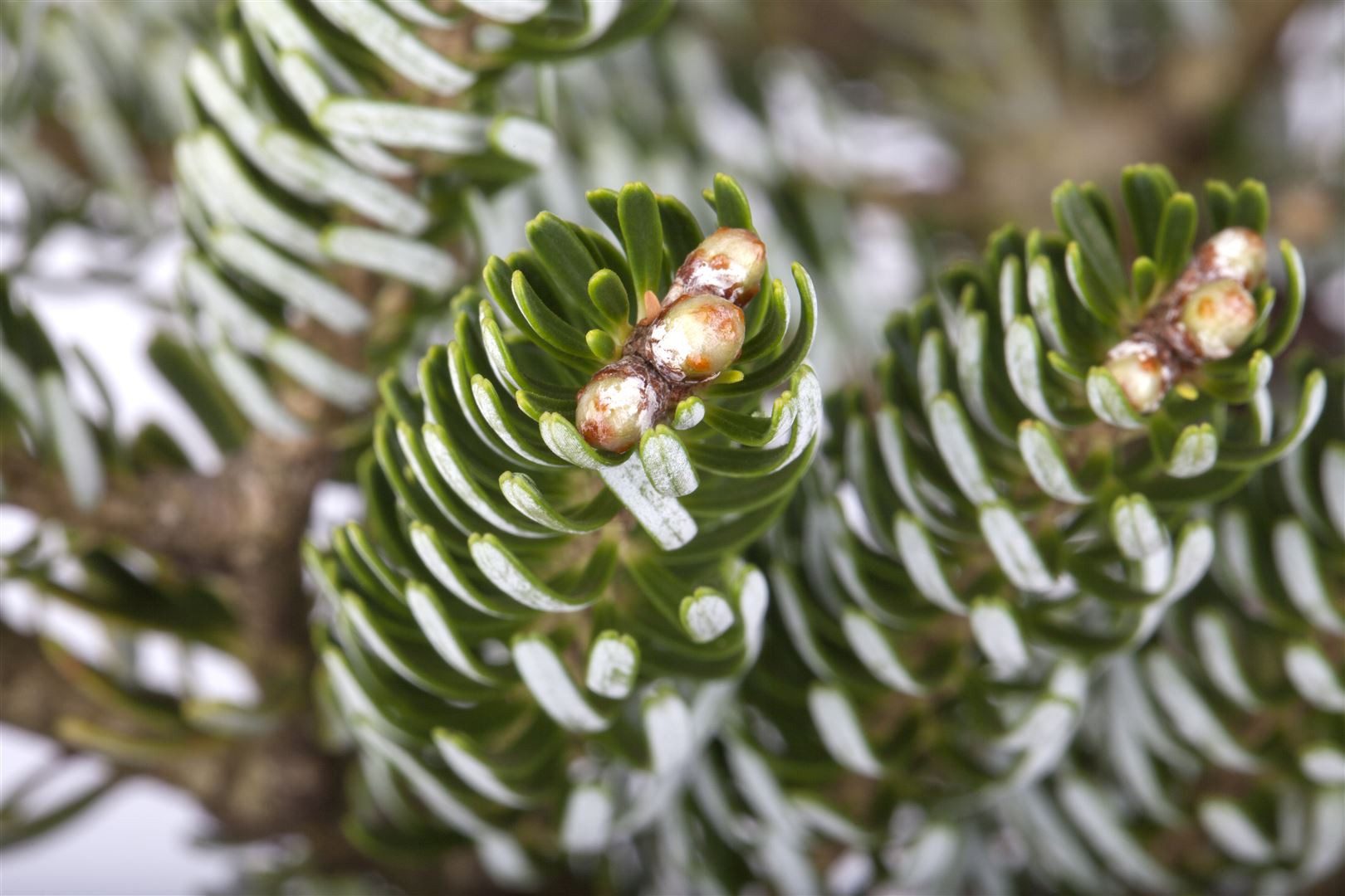 Pflanzen für Dich Konifere Abies koreana Silver Star, 1 St., Koreatanne, silberne Nadeln, kompakter Wuchs