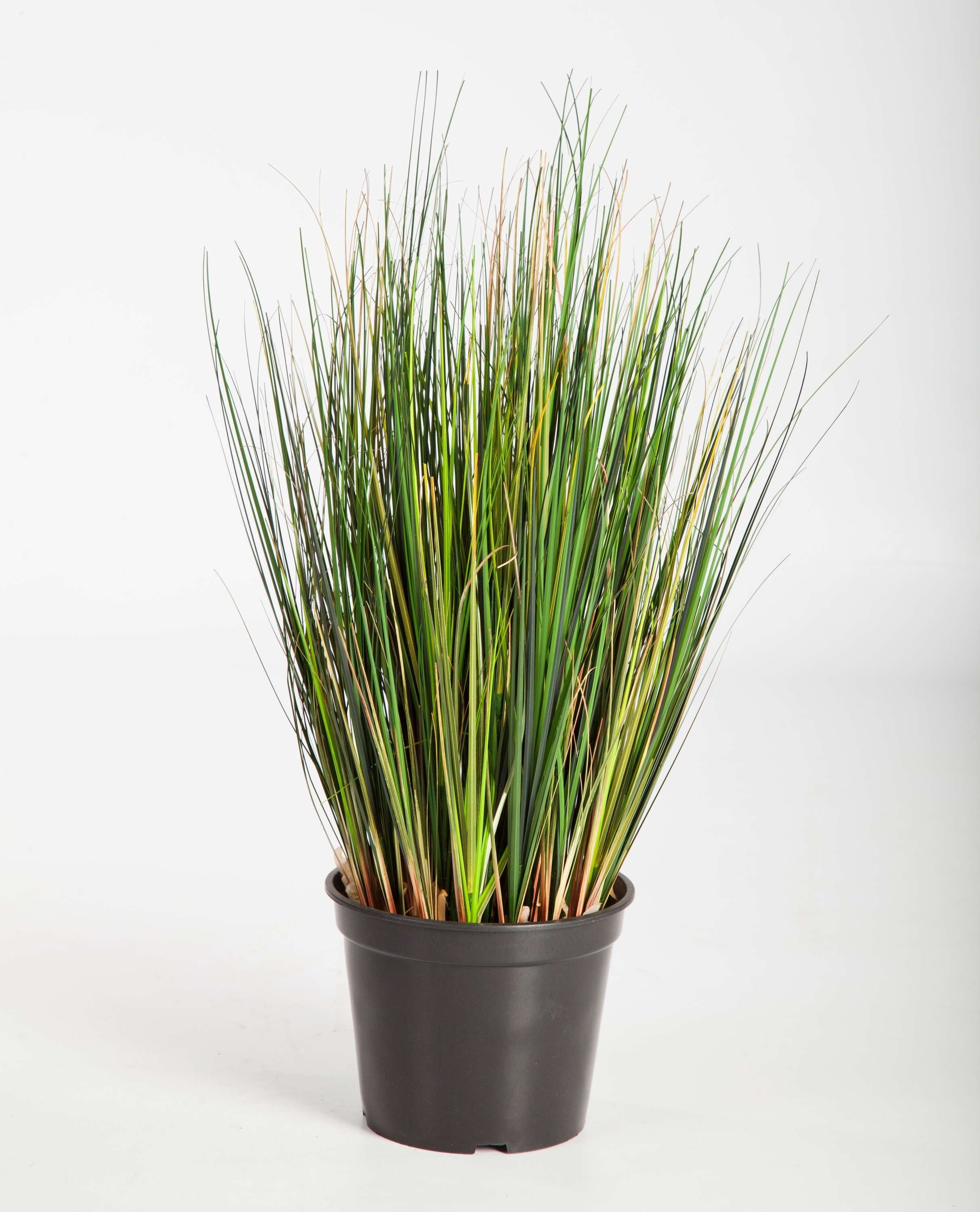 Kunstgras Deko Fuchsschwanzgras im Topf, 790 Halme, grün, 60cm Fuchsschwanzgras, artplants, Höhe 60.0 cm