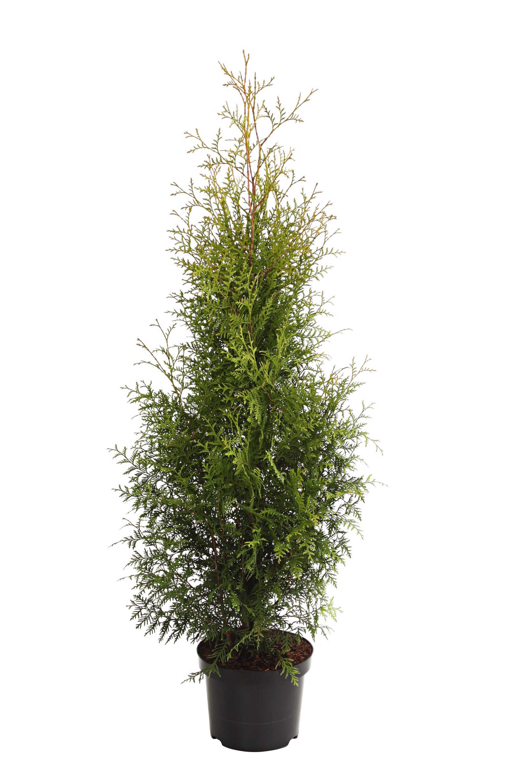Dehner Hecken Thuja Lebensbaum Brabant, 12 Растения, ca. 7 m, 140 - 160 cm, immergrüne Zypresse als Sichtschutz-Hecke