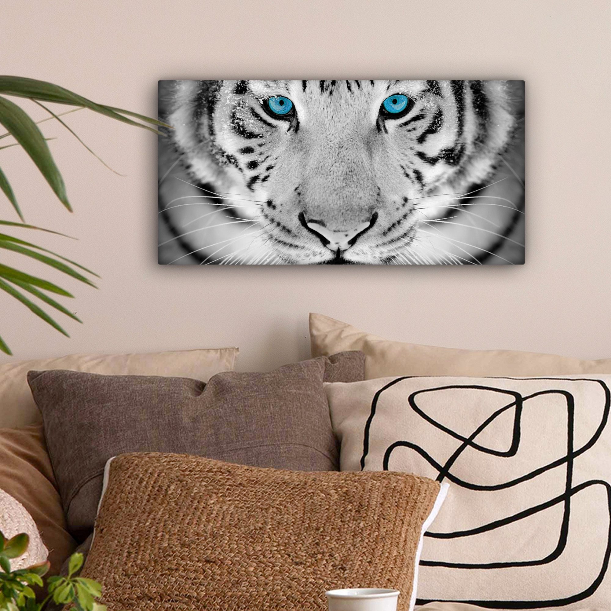 OneMillionCanvasses® Leinwandbild Panorama Tiere - Tiger günstig online kaufen