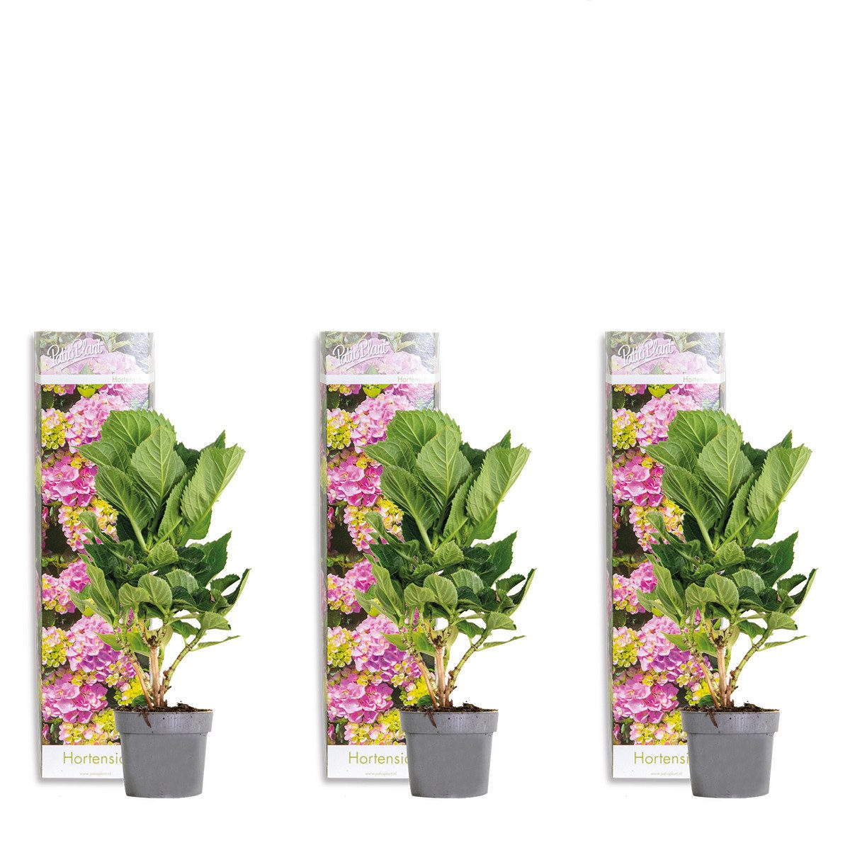 Bloomique Beetpflanze Bloomique - 3er-Set - Hortensie Macrophylla Early Pink - Hortensie - B, 3 St.