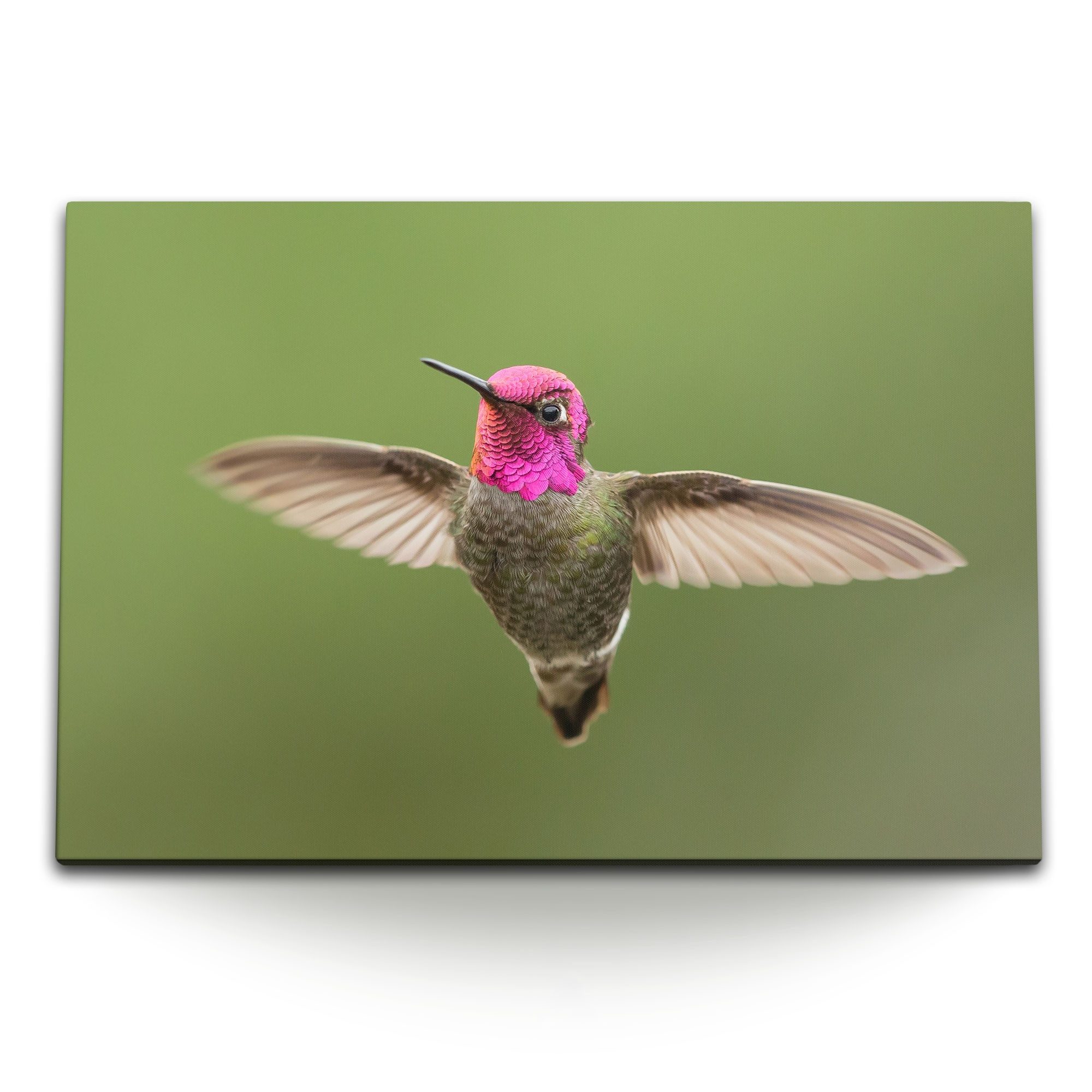 Sinus Art Leinwandbild 120x80cm Wandbild auf Leinwand Kolibri kleiner Vogel Tierfotografie Ex, (1 St)