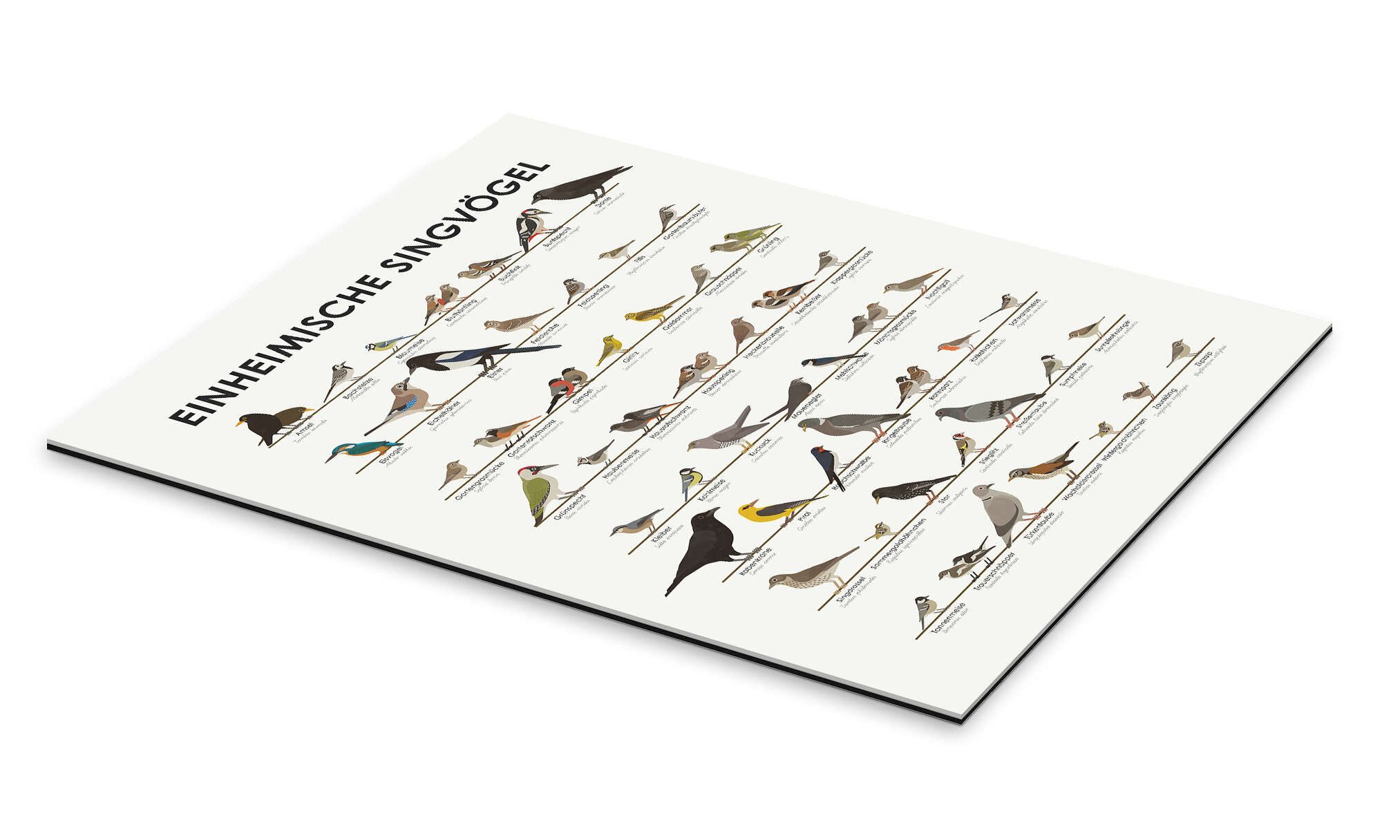 Posterlounge Poster Iris Luckhaus, Einheimische Singvögel, günstig online kaufen
